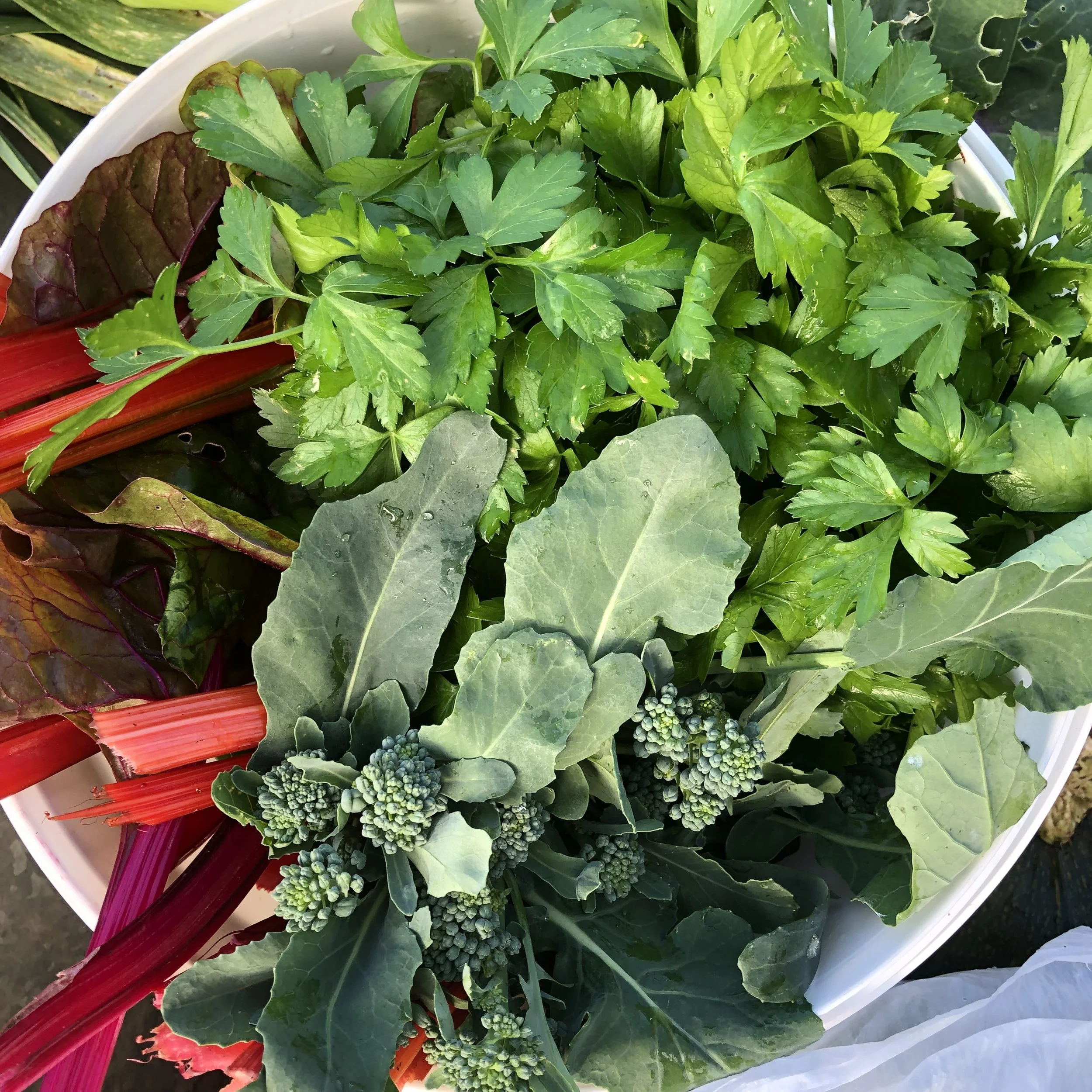 Food Growing in Small Gardens and Containers 