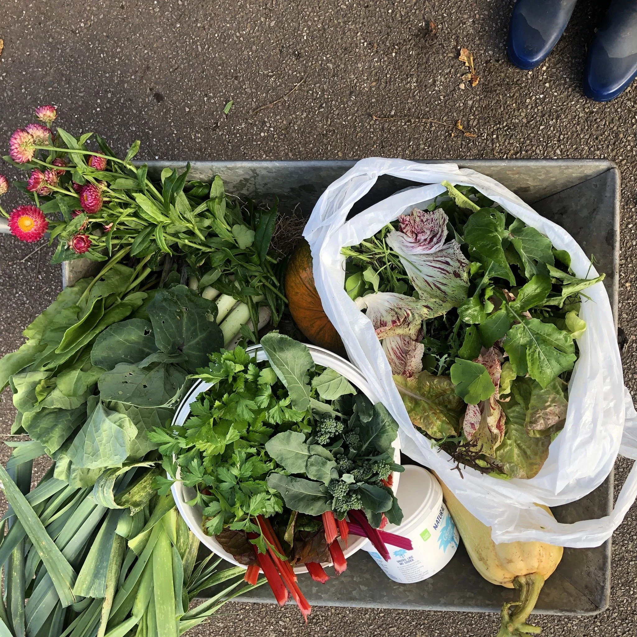 Planning your vegetable plot for a year-round harvest