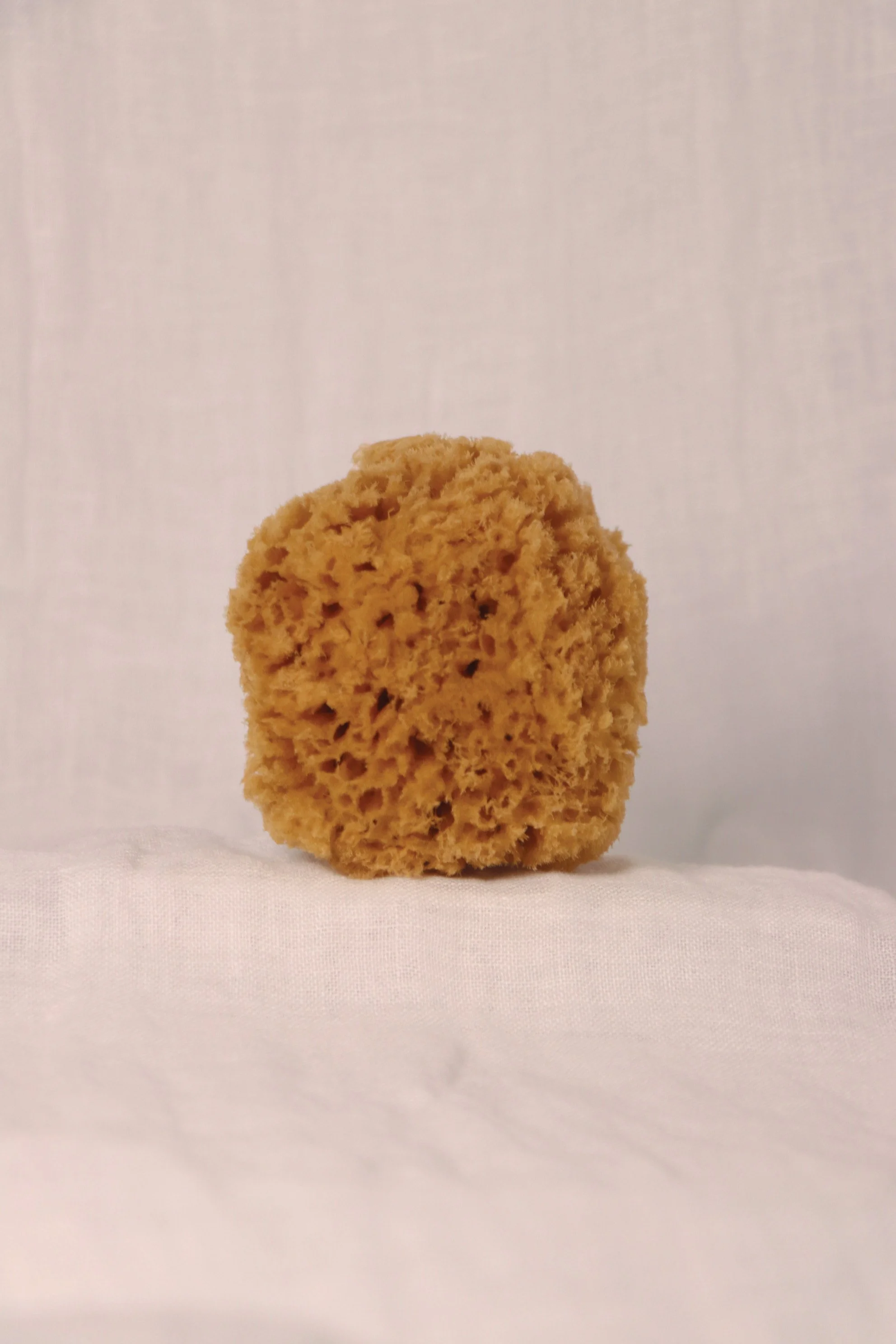 Sea Sponges_five.jpg
