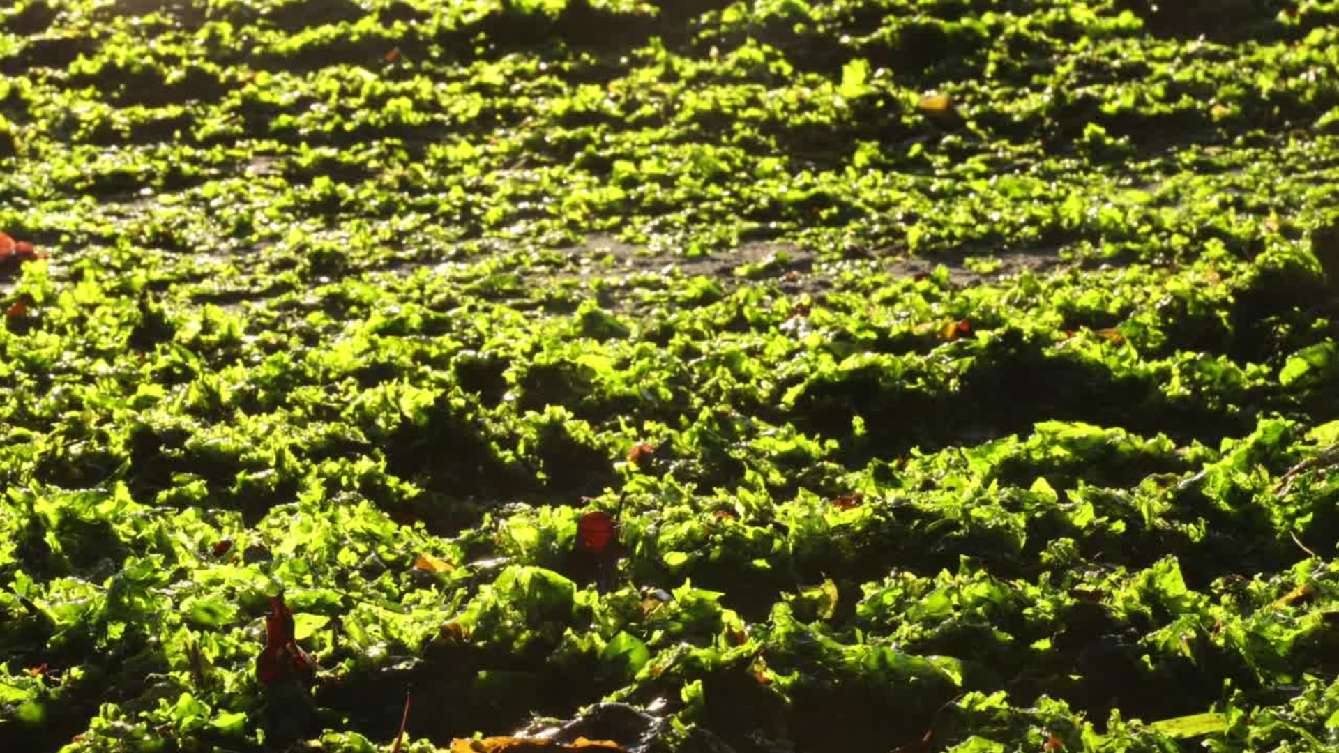 picking-up-seaweed.png