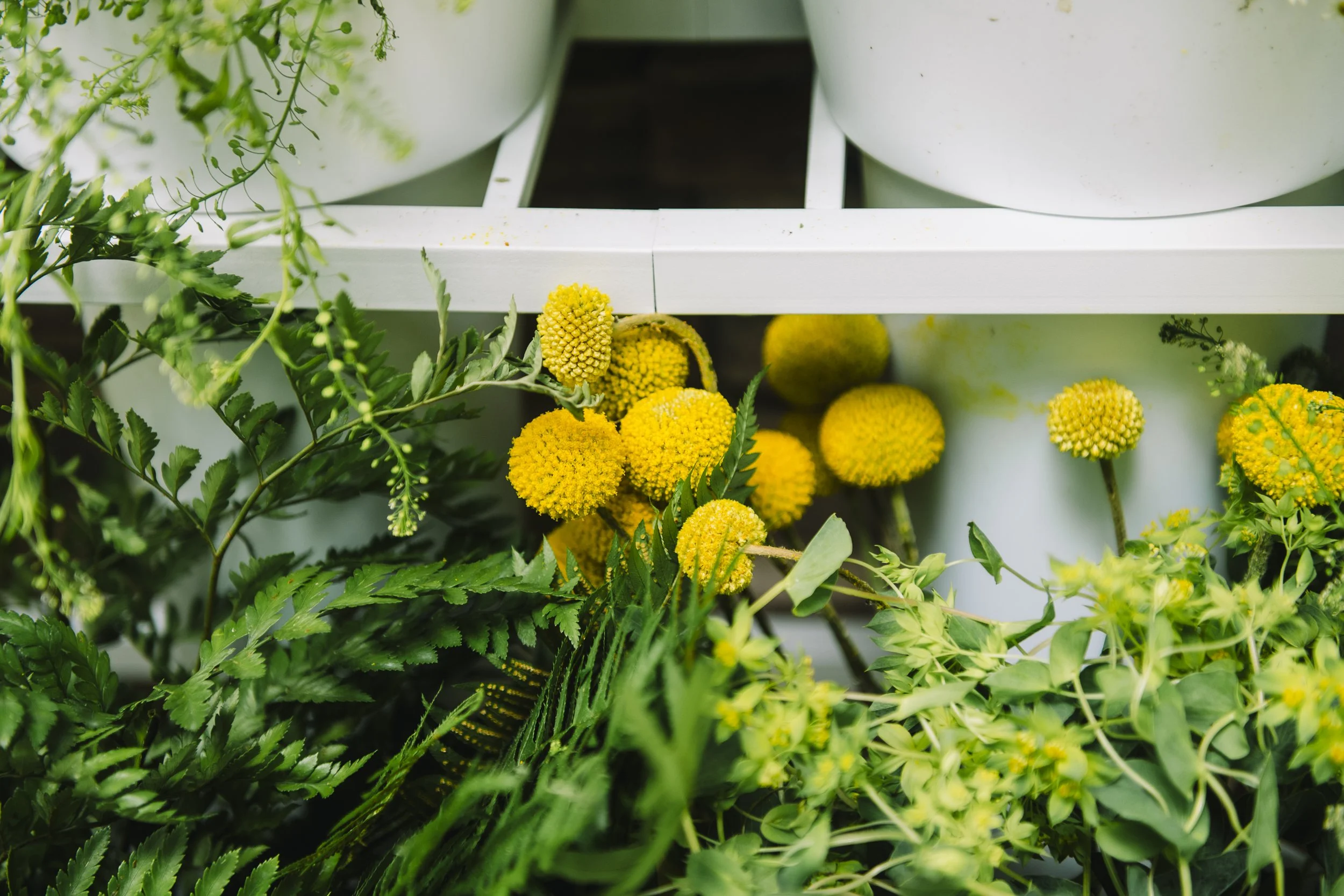 Yellow pom-pom shaped flowers and green leaves among white flower pots.