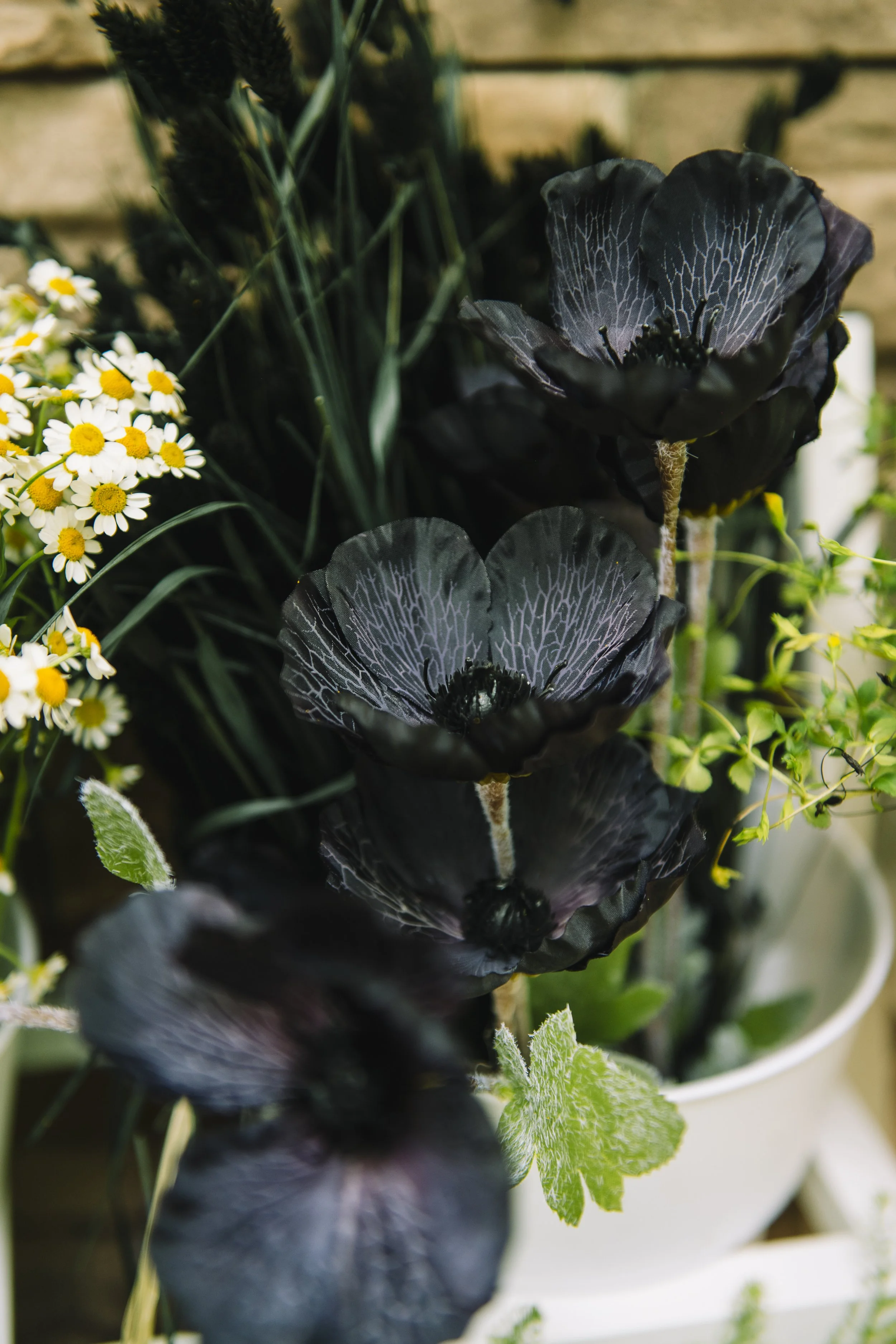 Close-up of black flowers with thin, white veining on petals, surrounded by small white daisies with yellow centers and green foliage in a white pot.