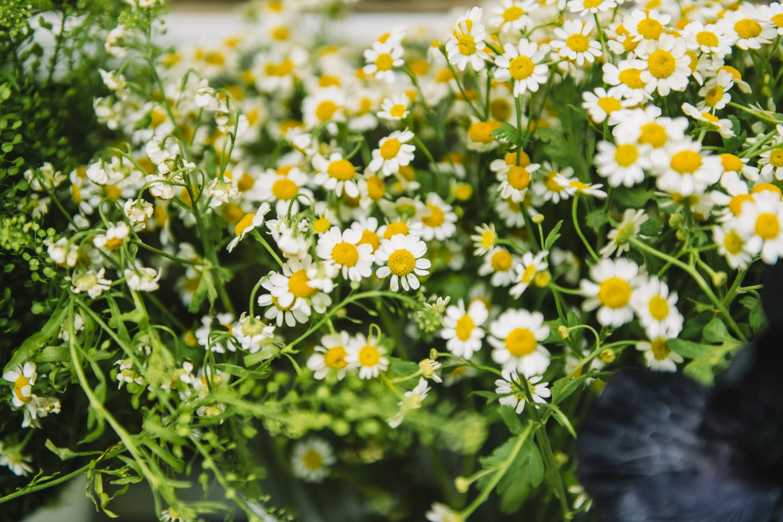 Close-up of blooming daisy flowers with white petals and yellow centers.