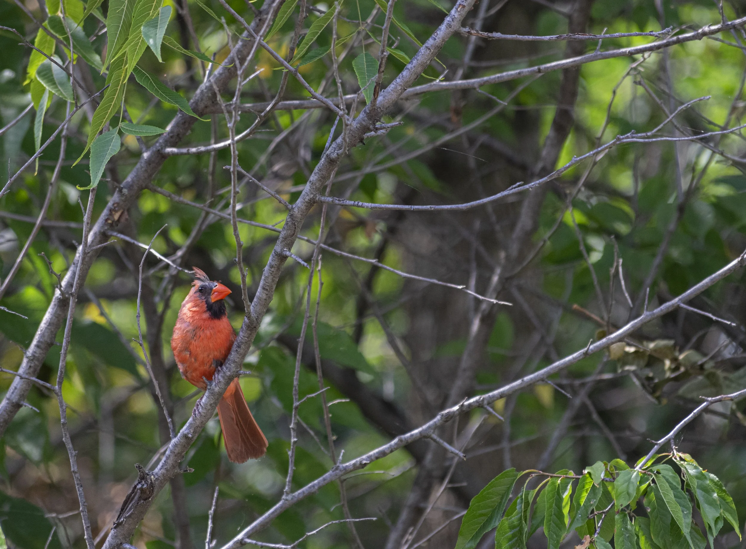 Northern Cardinal.jpg