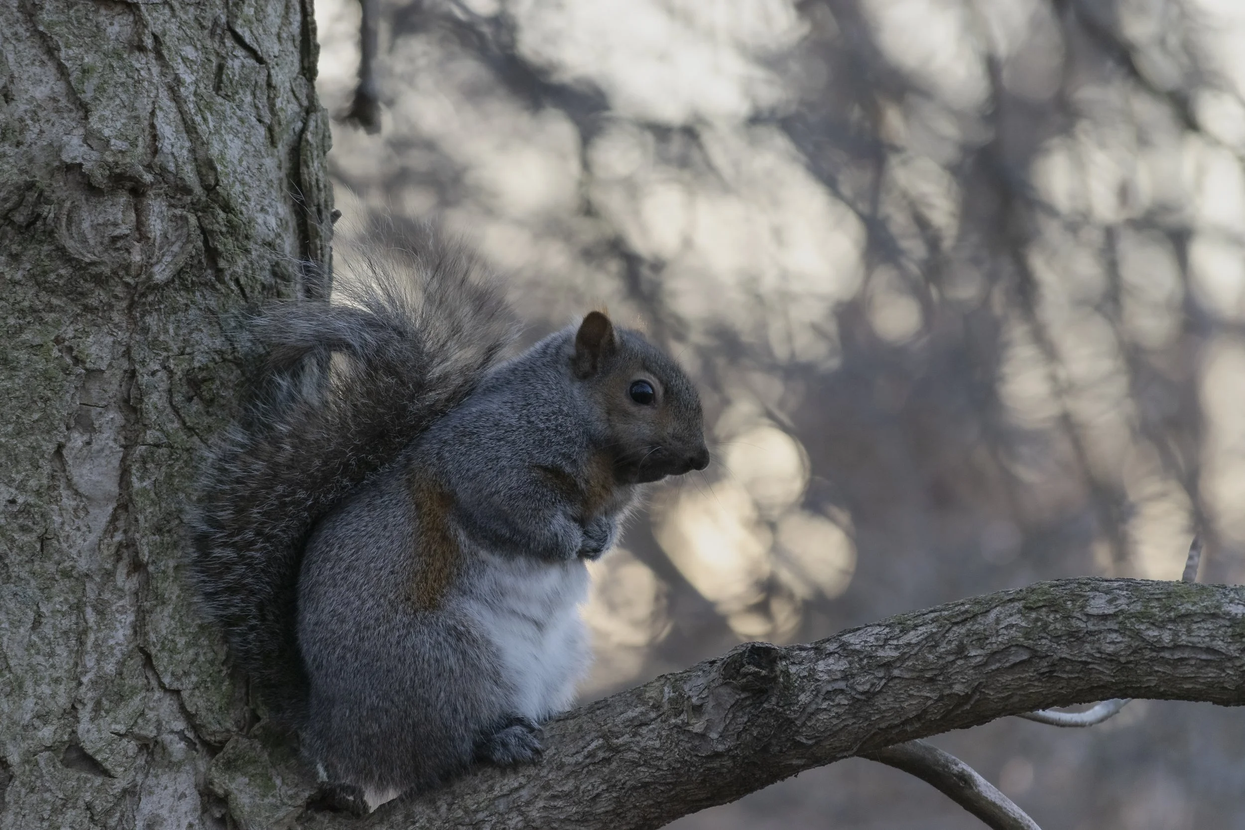 My Paws Are Cold.jpg