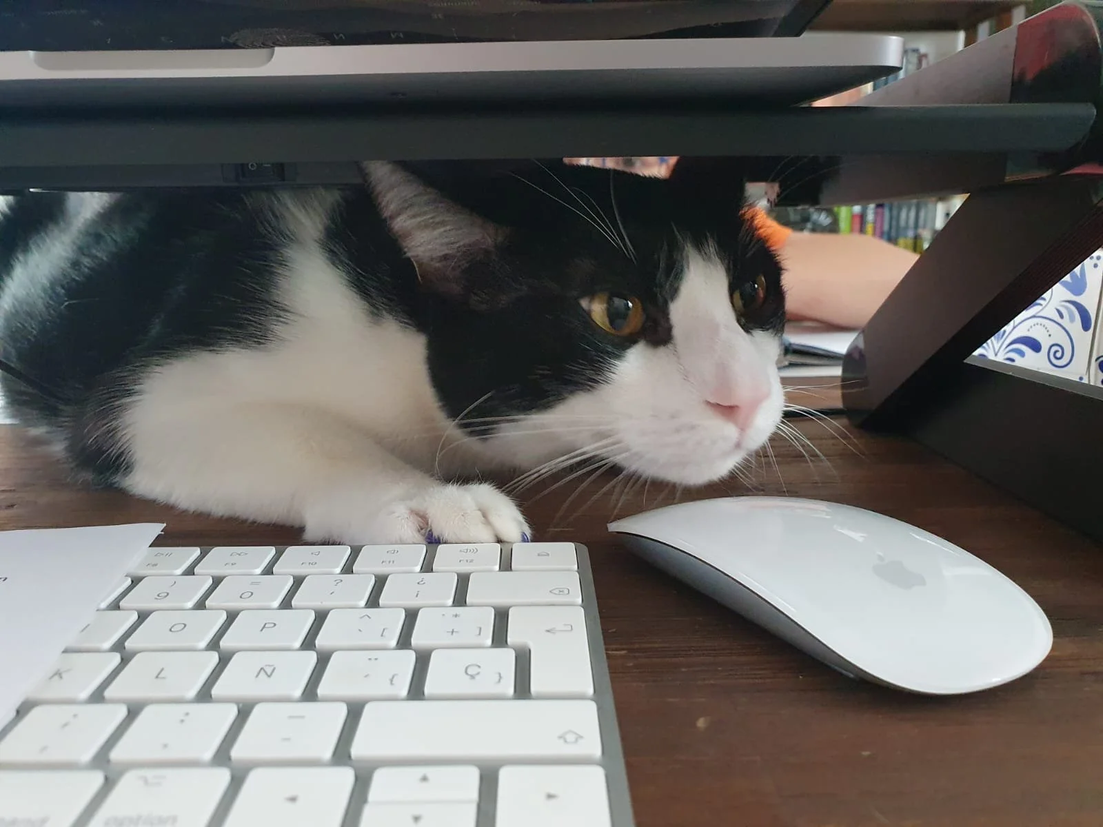 WhatsApp Image 2024-07-19 at 15.39.54 (4).jpeg