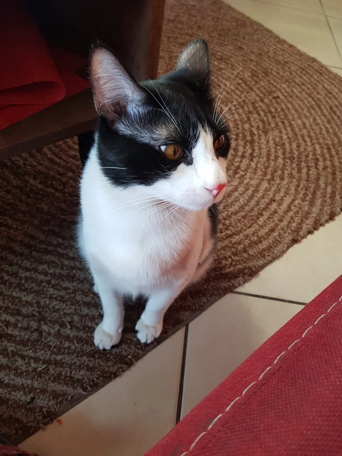 WhatsApp Image 2024-07-18 at 18.35.33.jpeg