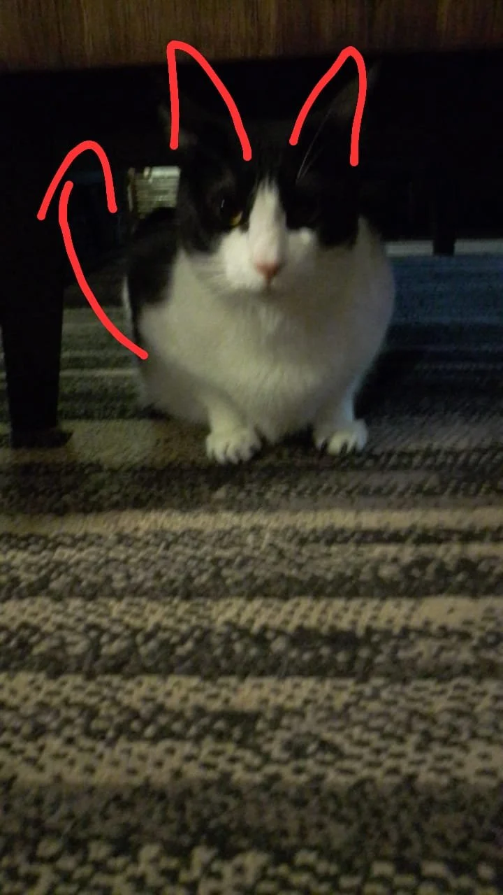 WhatsApp Image 2024-07-19 at 15.39.54.jpeg