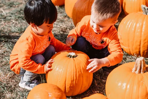 Children picking pumpkins at Maize in the City in Thornton Colorado