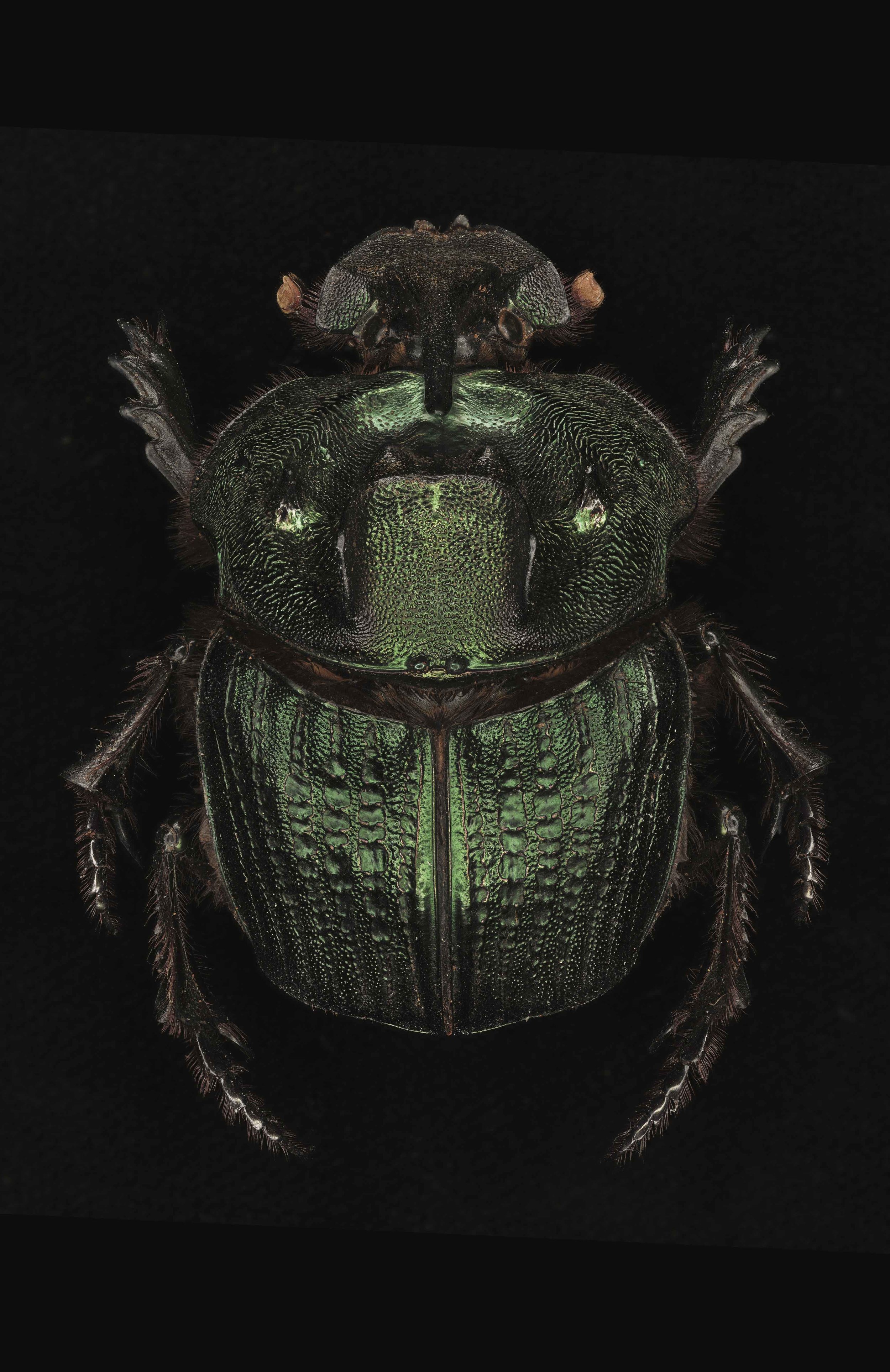 Affiche 12x18" - Coprophanaeus ensifer