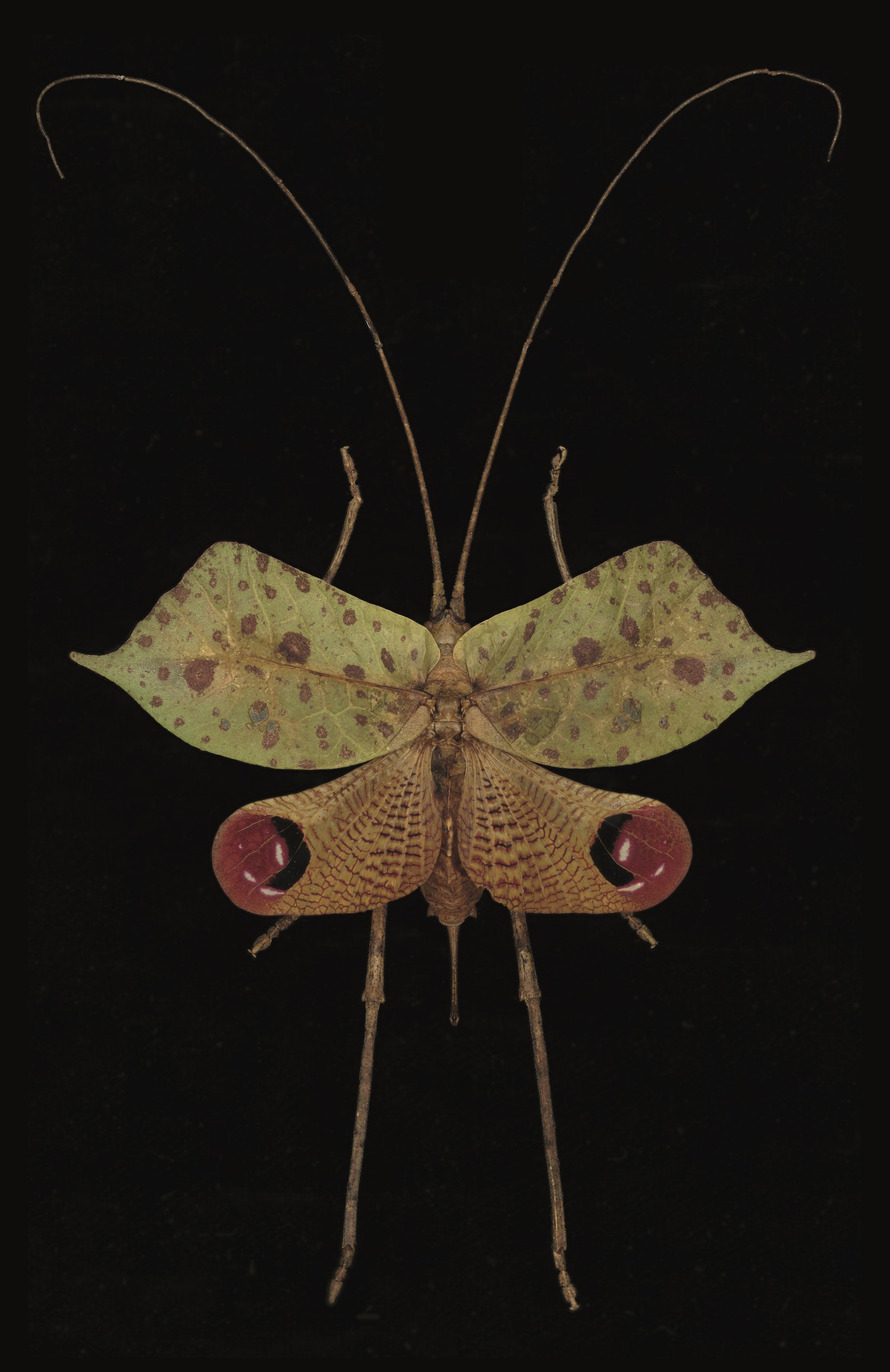 Affiche 12x18" - Pseudophylinae