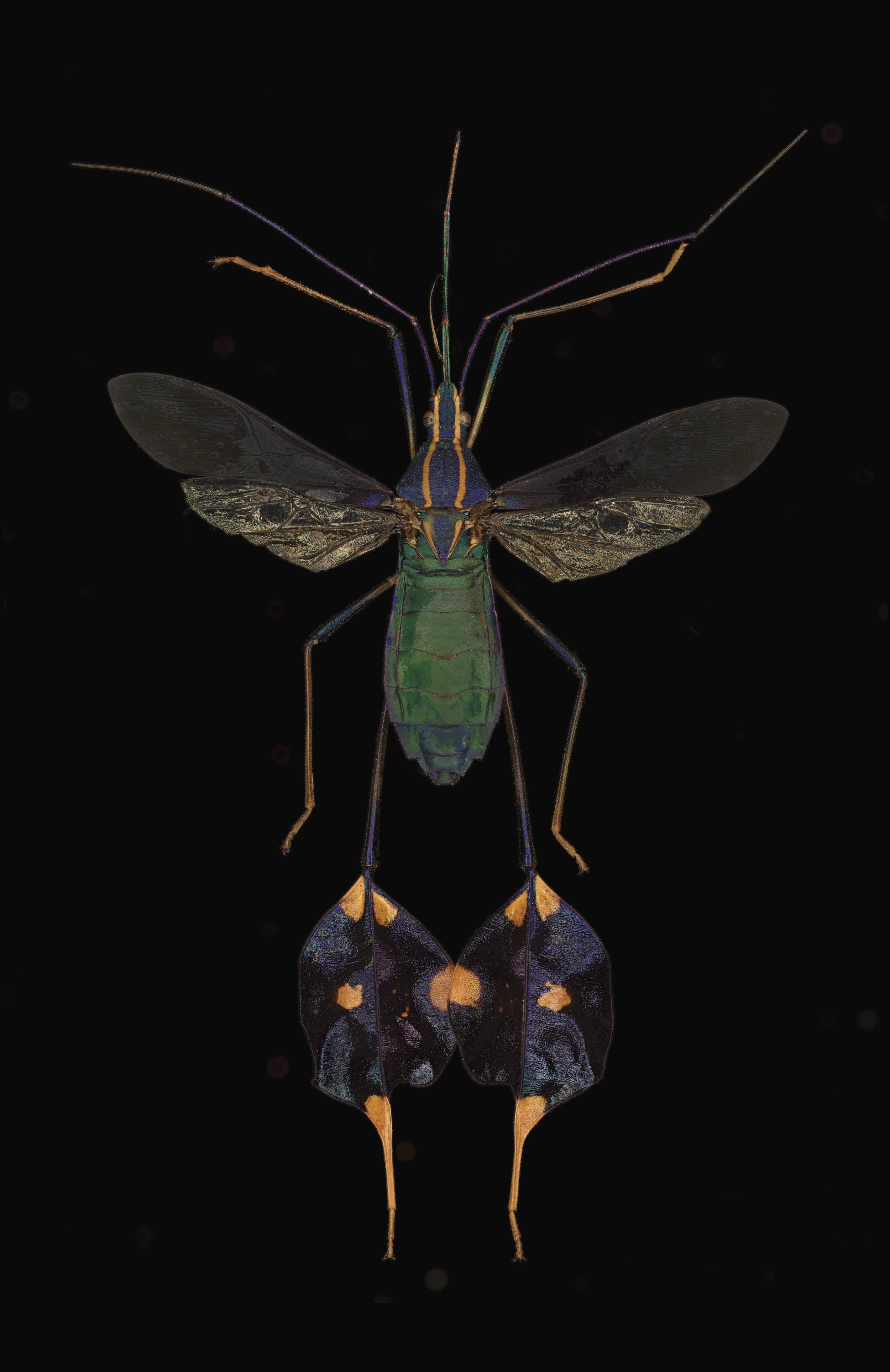 Affiche 12x18 - Coreidae exotique