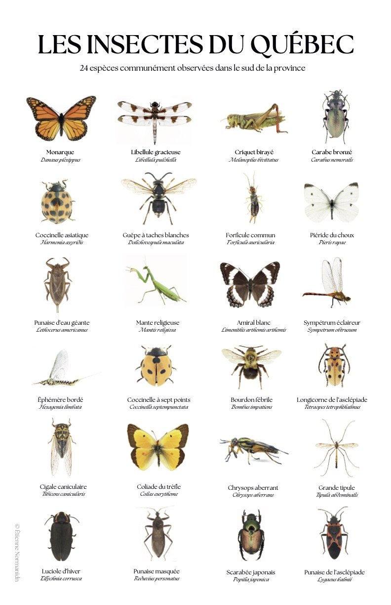 Affiche 11x17 - les insectes du Québec