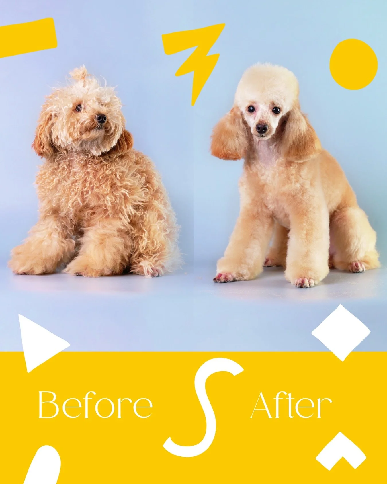 ✨ From scruffy to stunning ✨
Spots for Halloween & Thanksgiving are filling up fast! 🎃🦃
📲 Call or text (820) 500-1023 today to book your pup’s glow-up.
