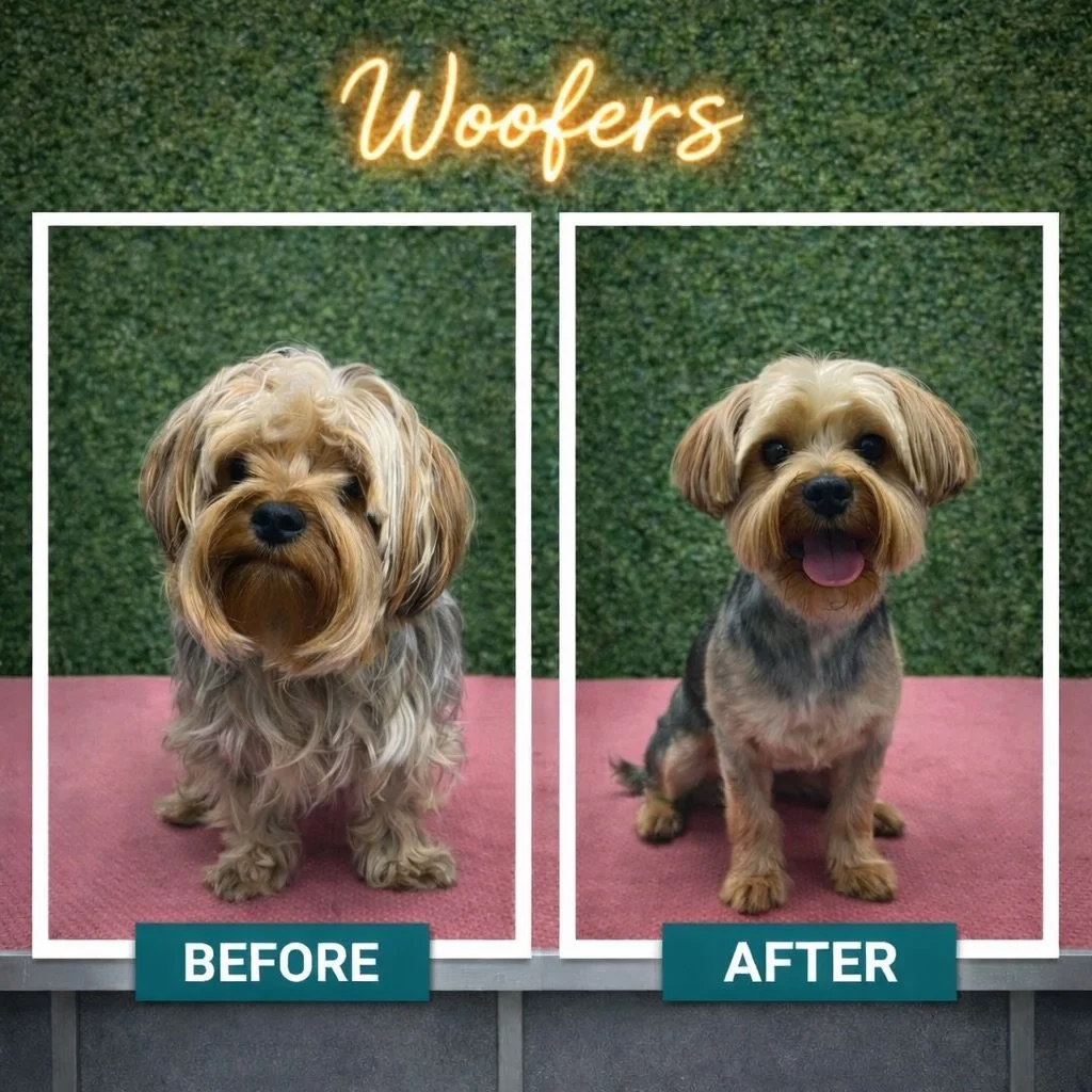 Same pup. Same place.
Just a whole lot more comfort 🐾✨

Call or text us to book: (820) 500-1023