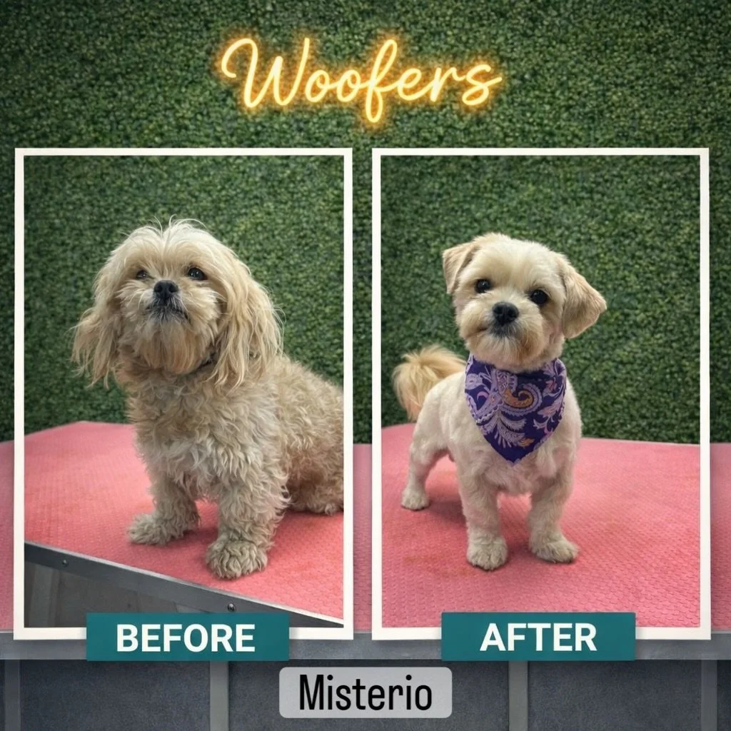 Misterio &amp; Baba ✨🐾

Every dog is different, and every groom is a little journey.

Misterio was a bit skittish at first, so we slowed everything down and worked at his pace. No rush, no pressure. Just patience, gentle handling, and building trust