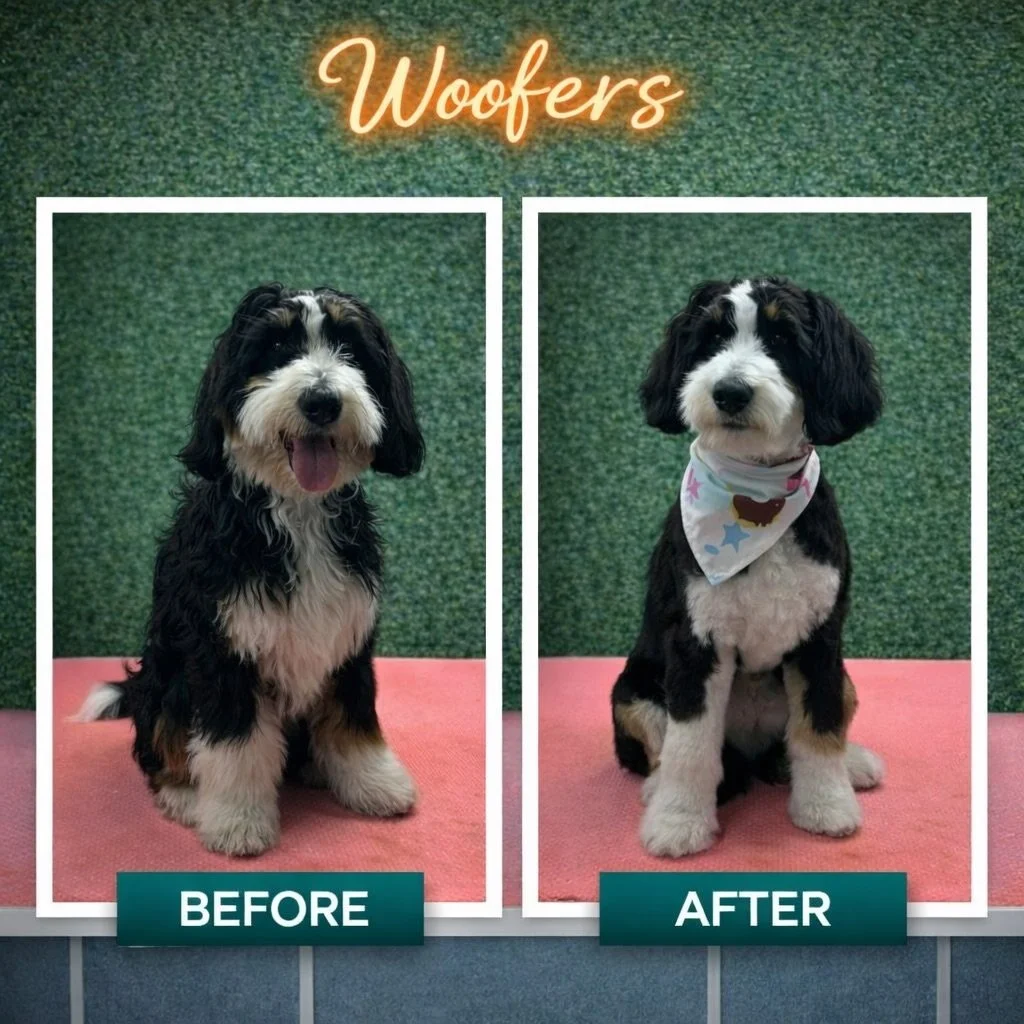Before and after is not just about looks.
It tells you a lot about a dog&rsquo;s comfort.

Long nails shift how dogs walk.
That changes posture.
That puts pressure on joints.

Overgrown hair around the eyes can affect vision.
Hair inside paw pads can