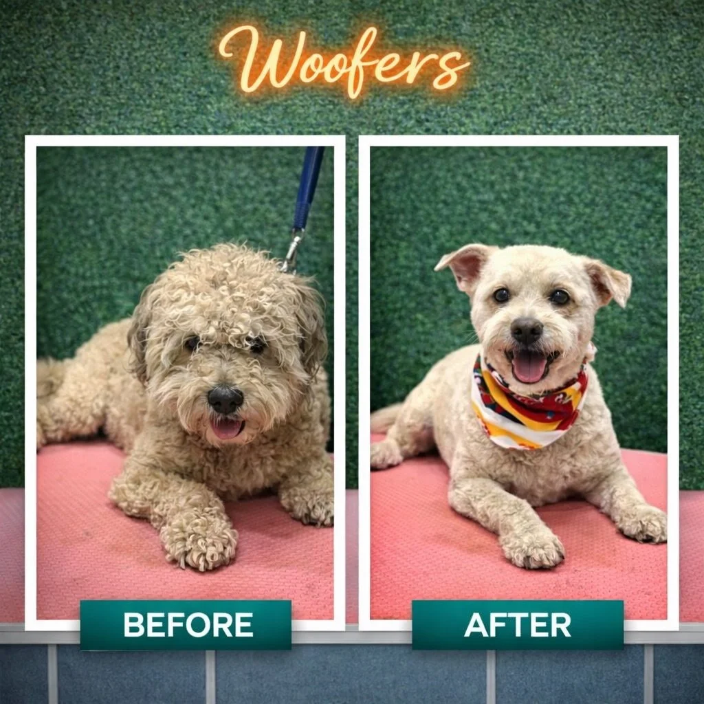 Clean coat, lighter steps, quiet confidence.
Groomed right outside their home with Woofers Mobile Grooming. 🚐🐾