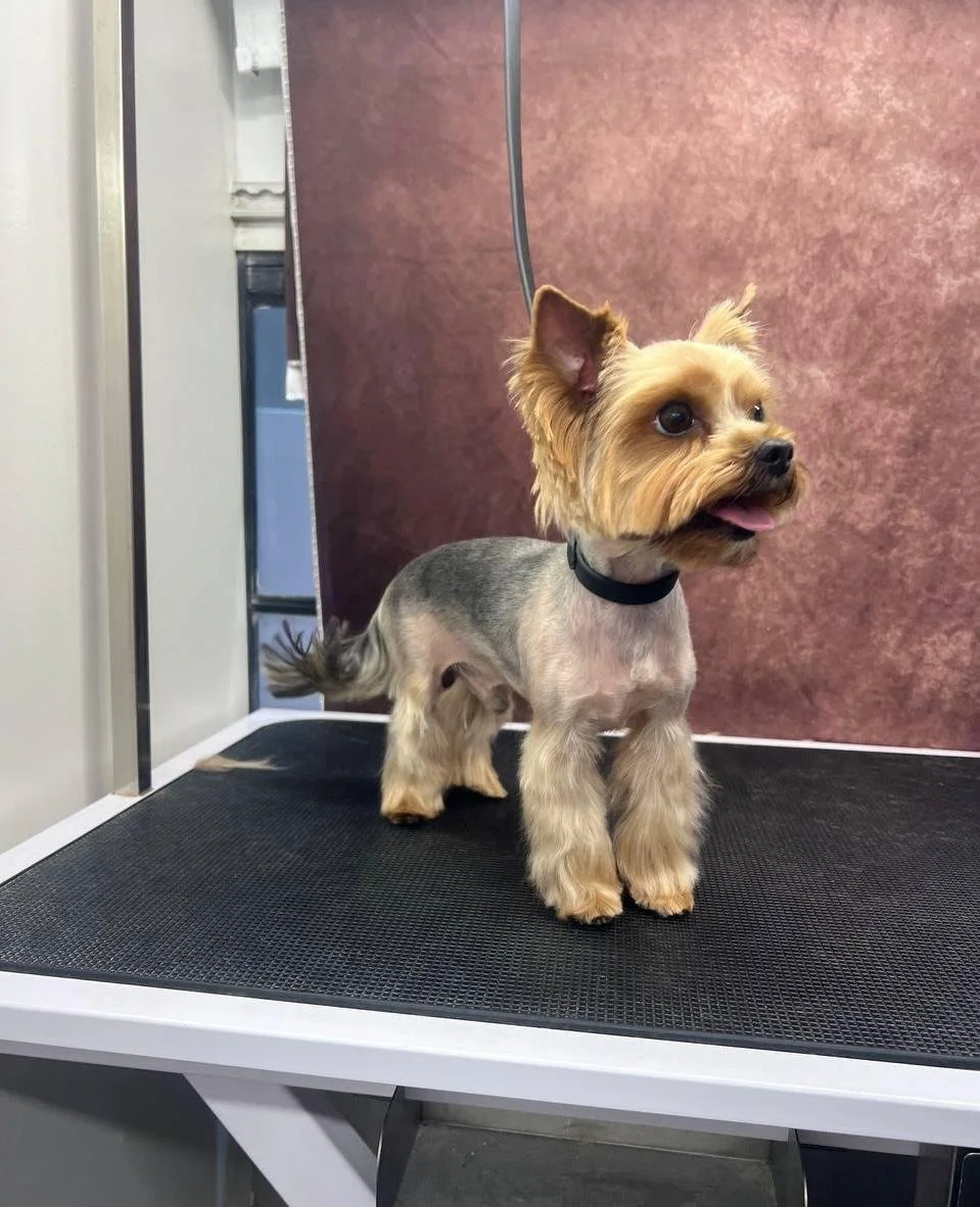 WhatsApp Image 2025-01-17 at 11.53.30.jpeg