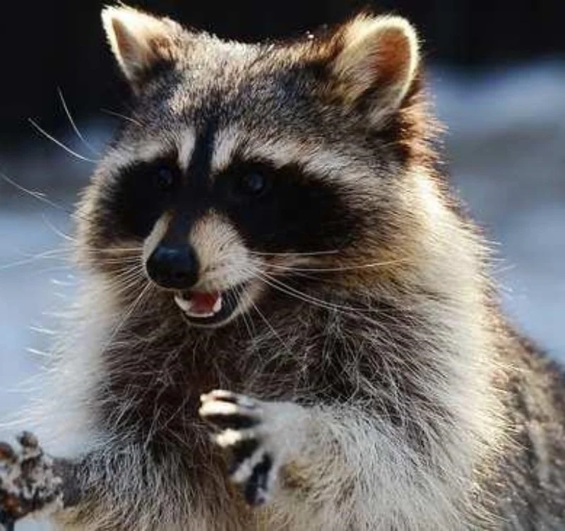 Raccoon Control Service in Milford Township, Pennsylvania, 18337 — Pest ...