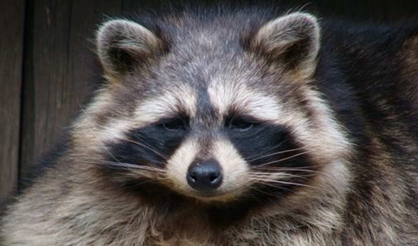 Raccoon Control Service in Shohola, Pennsylvania, 18458 | Raccoon ...
