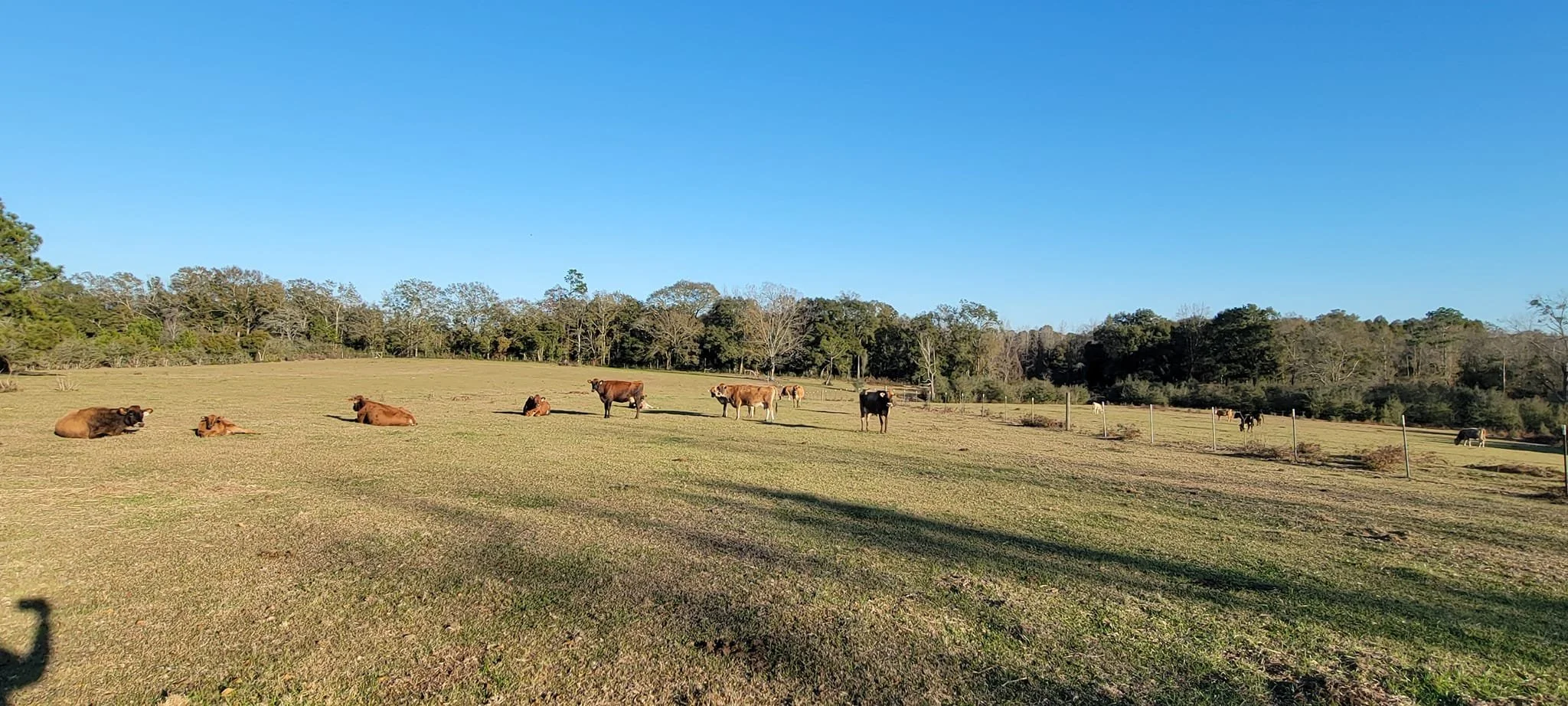 McFadyen Manor Homestead, LLC photo 15