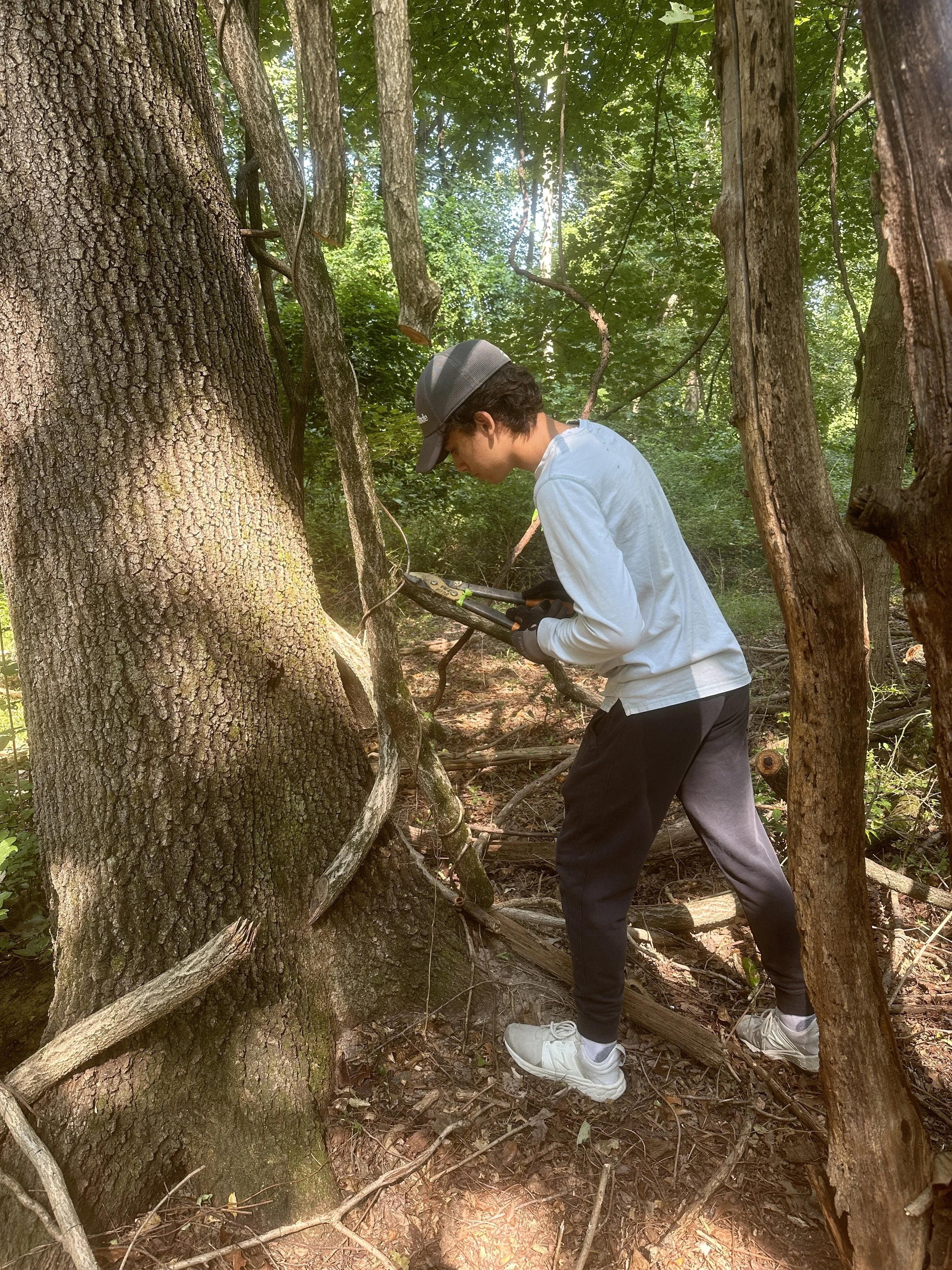 A person wearing a gray cap, white long-sleeve shirt, black pants, and white sneakers is using a handheld tool to examine or cut a vine on a large tree in a dense forest with green leaves and sunlight filtering through.