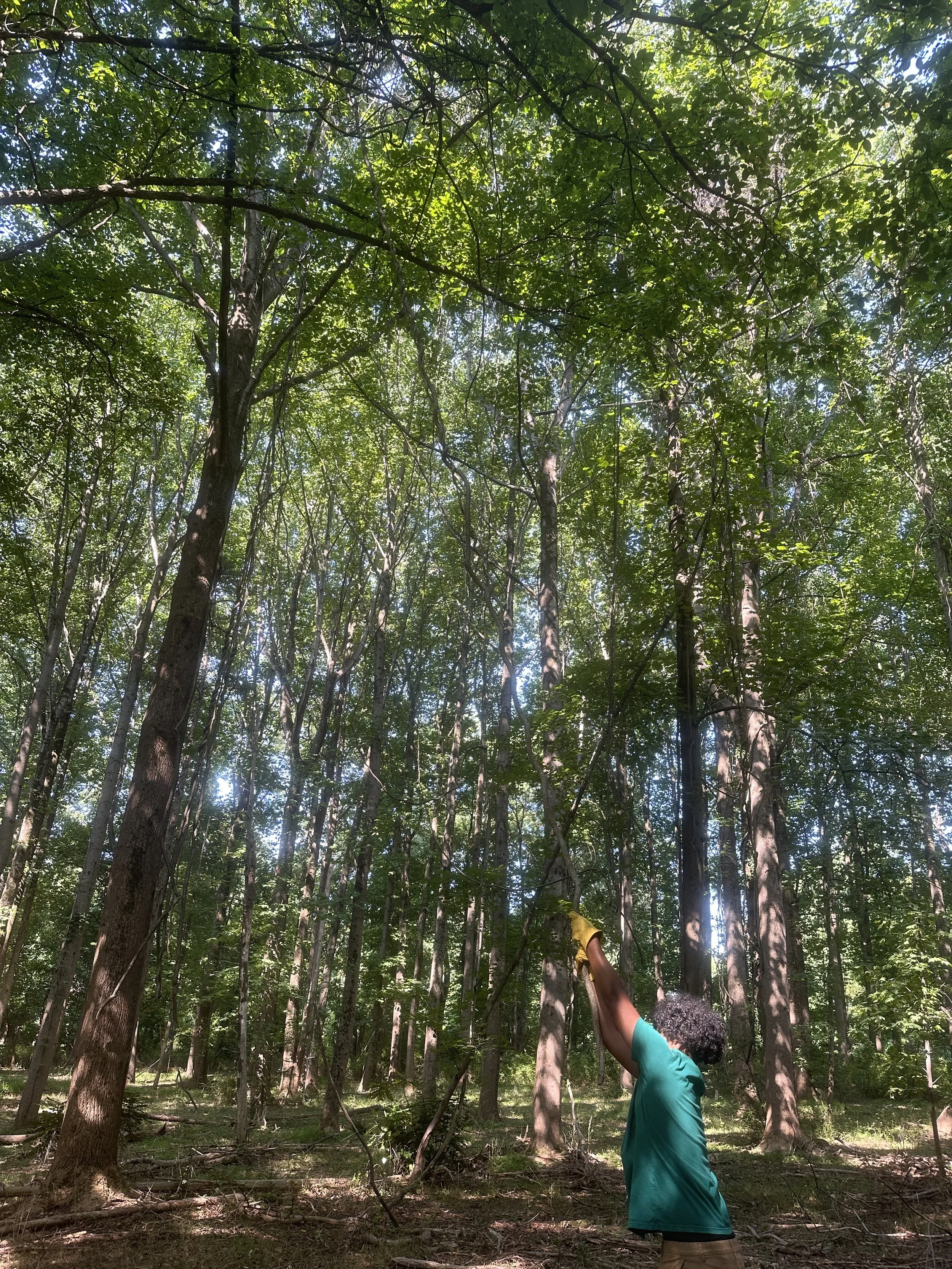A person picking up sticks in a dense forest with tall trees and green leaves, sunlight filtering through the canopy.