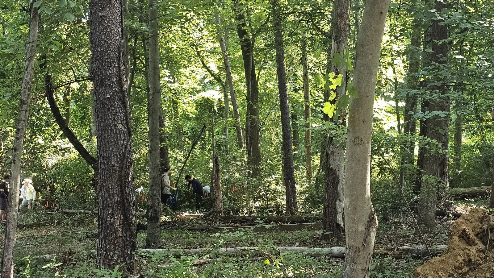 People working in a dense forest surrounded by tall trees and green foliage.