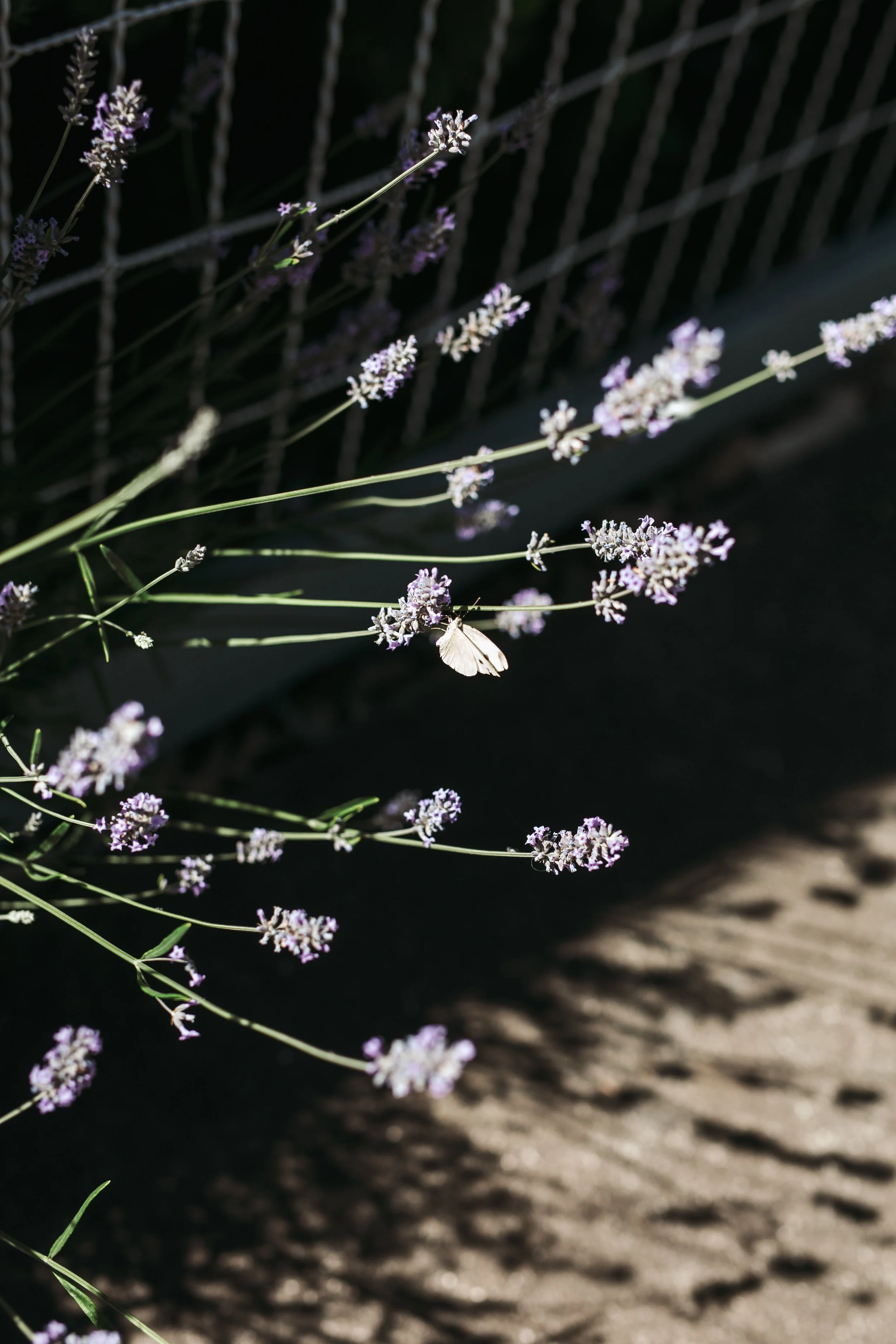 woodbine cottage-090.jpg