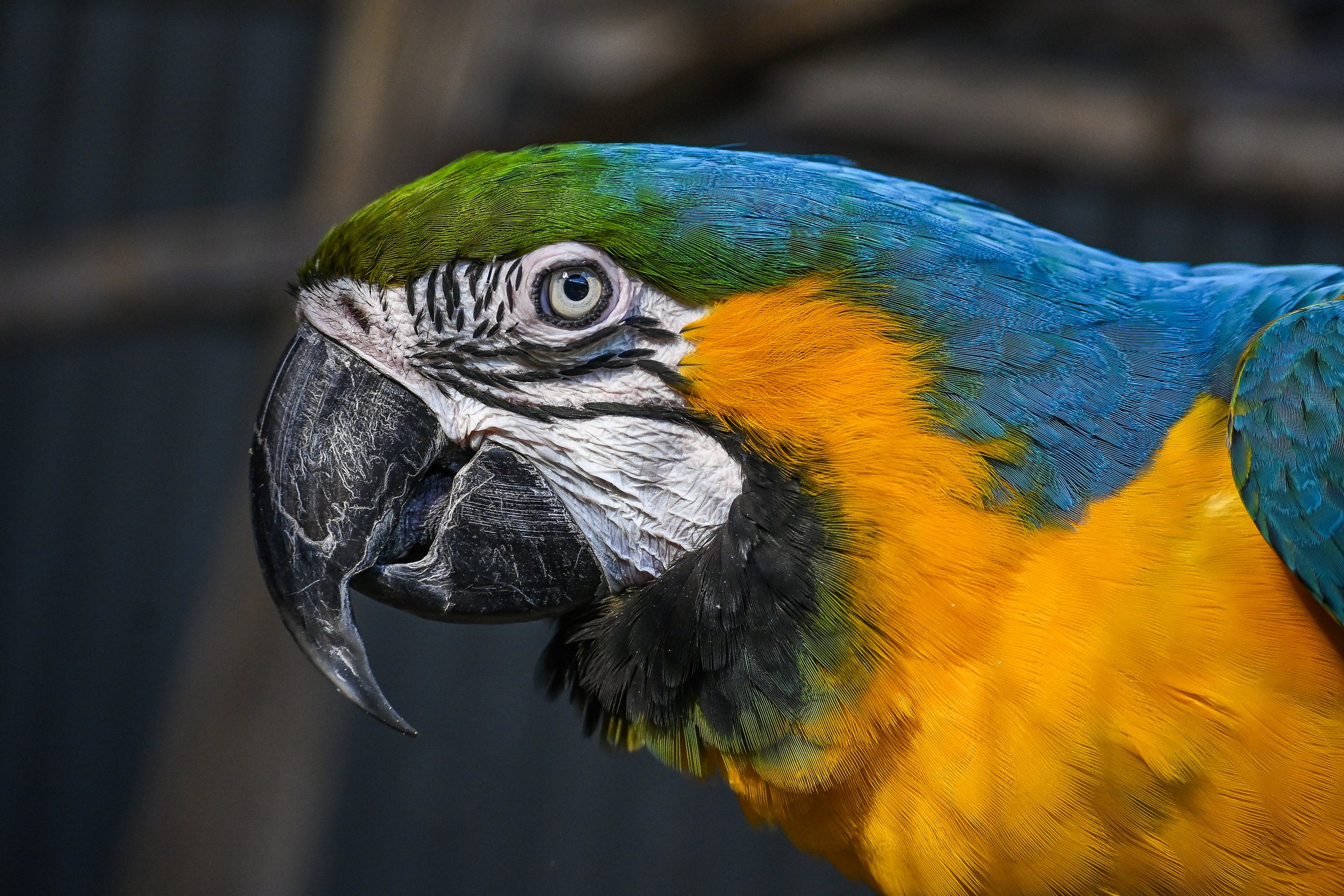 blue and gold macaw