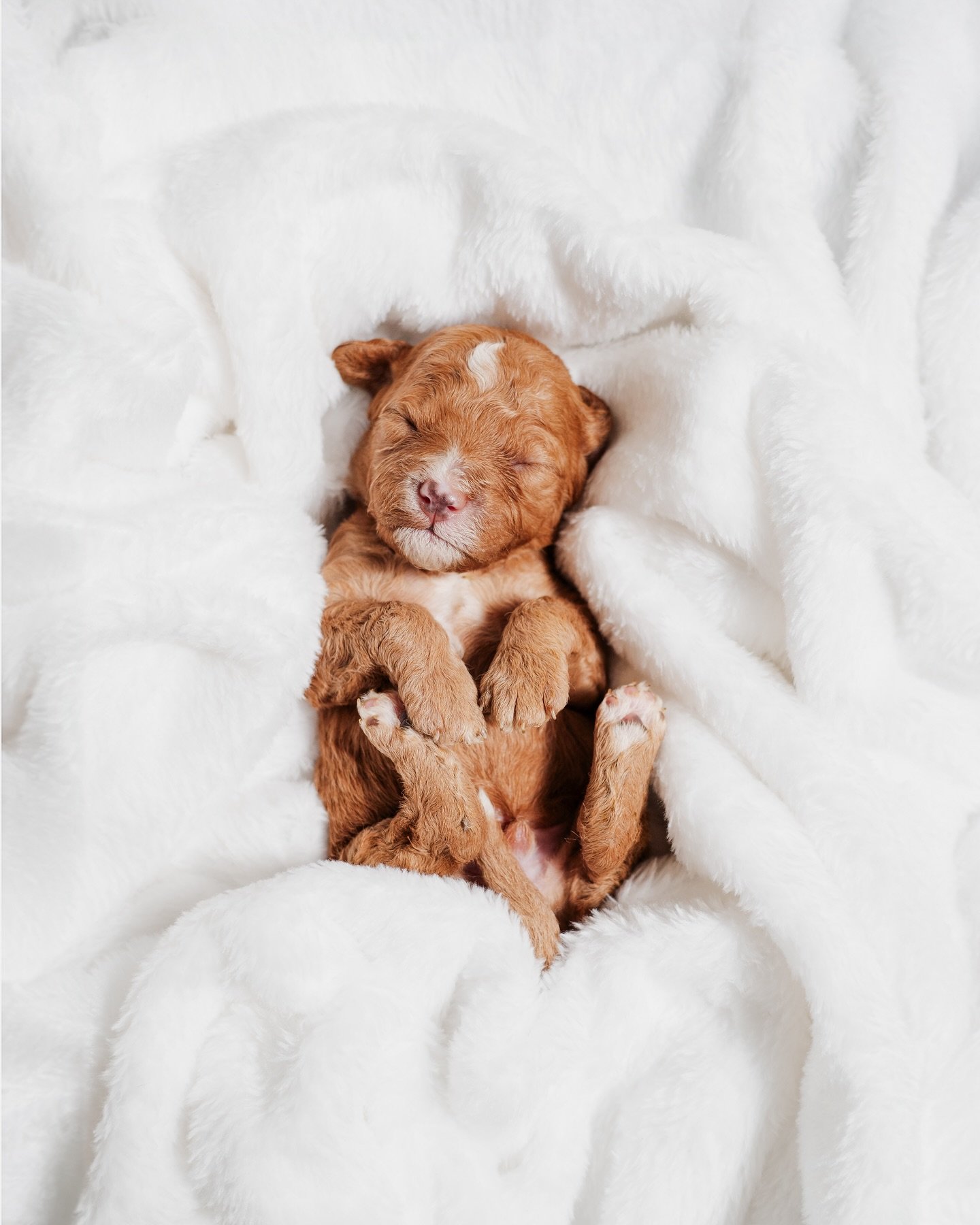 These are simply some of the cutest little puppies, watching these little ones grow during their first week of life is something amazing to witness.