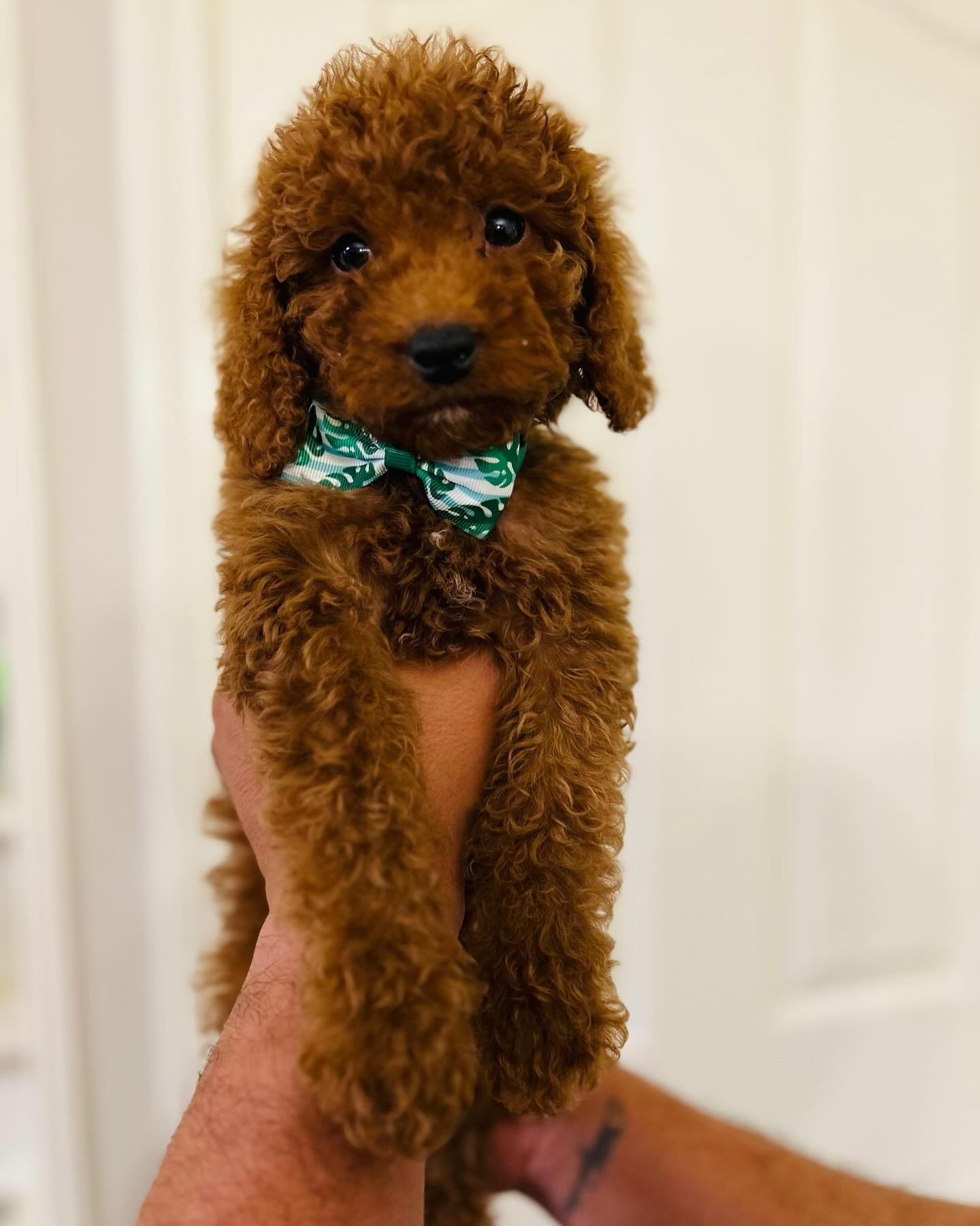 🐶 Isn&rsquo;t Big bird (Reserved) the cutest little thing you&rsquo;ve ever seen 🐶 
 

(615)609-4596 🌐bellemeregoldendoodles.com 
 
##sesamestreet #goldendoodle #puppies #foreverhome