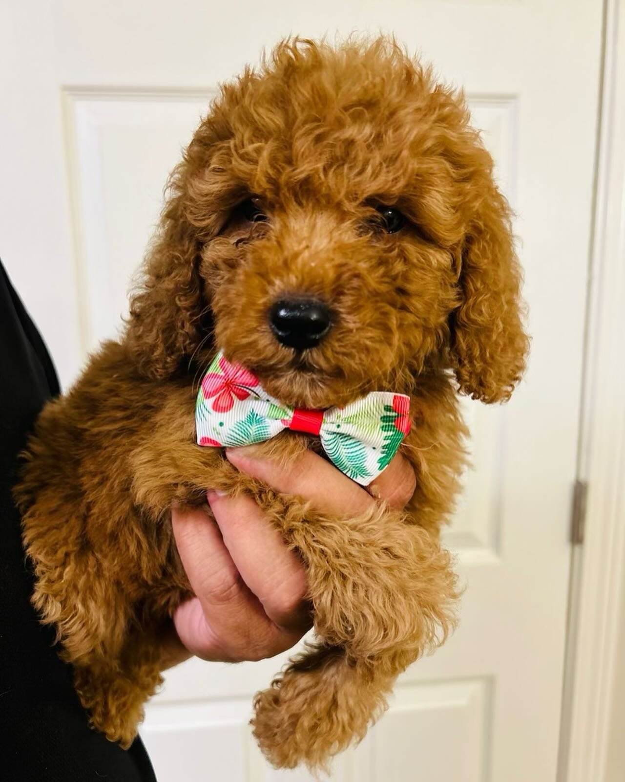 ❤️ We can&rsquo;t get enough of our girl Fancy (Reserved) she is such the sweetest puppy ❤️ 
 
(615)609-4596
🌐bellemeregoldendoodles.com 
 
#puppies #goldendoodle #foreverhome #sesamestreet #dogsofinstagram