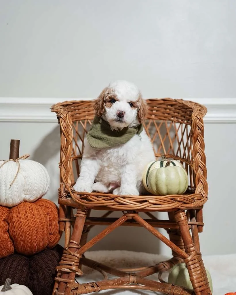 💛 Our boy Theodore is all smiles for picture day! He’s grown so much and is such a sweetheart ❤️🐶
He loves to play, explore, and cuddle up for naps — the perfect mix of fun and affection! Theodore is such a gentle, loving boy and is sti