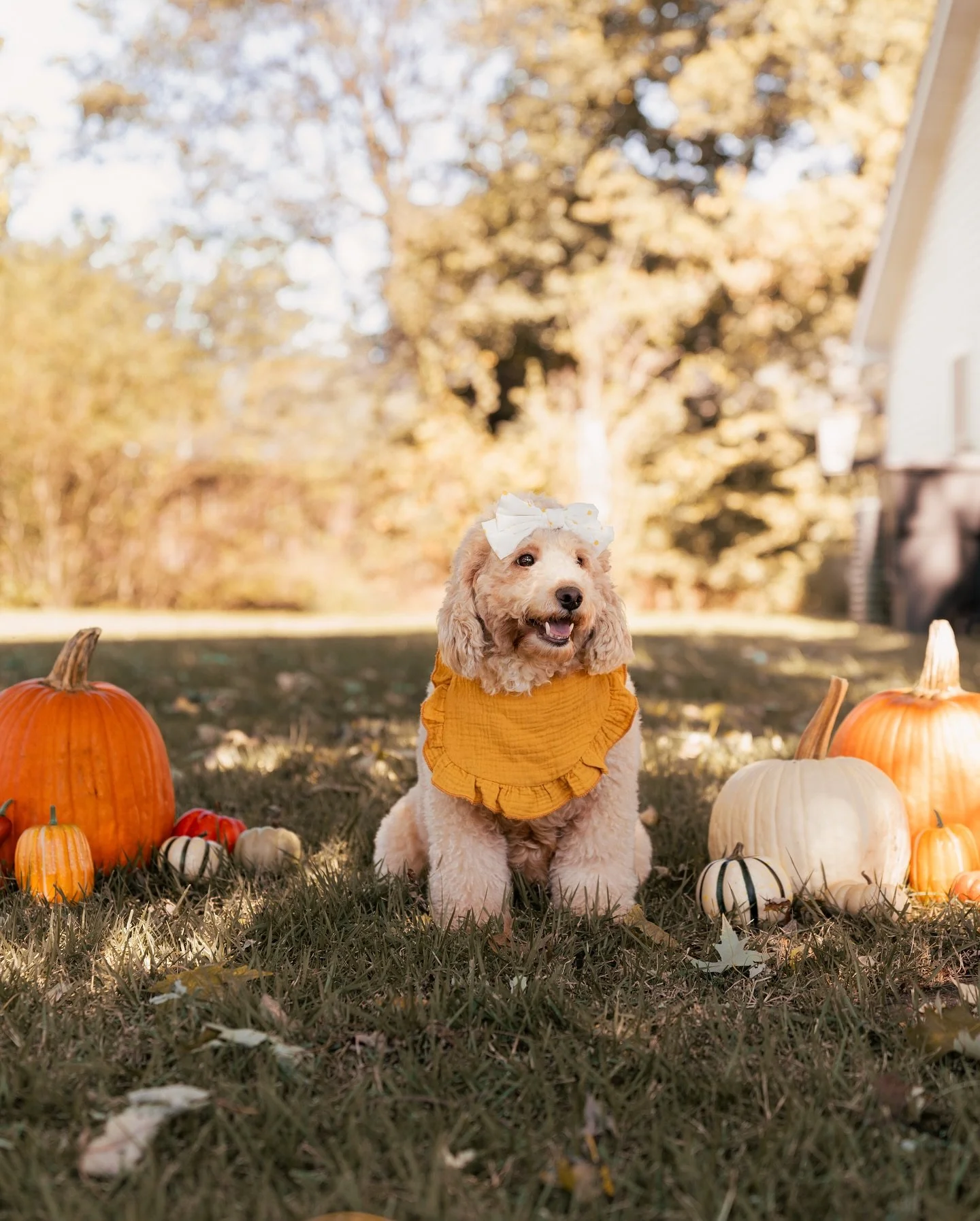 I don’t think you guys understand how serious we are about this time of year! 😂
Our pregnant mama Leah is also in full pumpkin season mode! 🐶