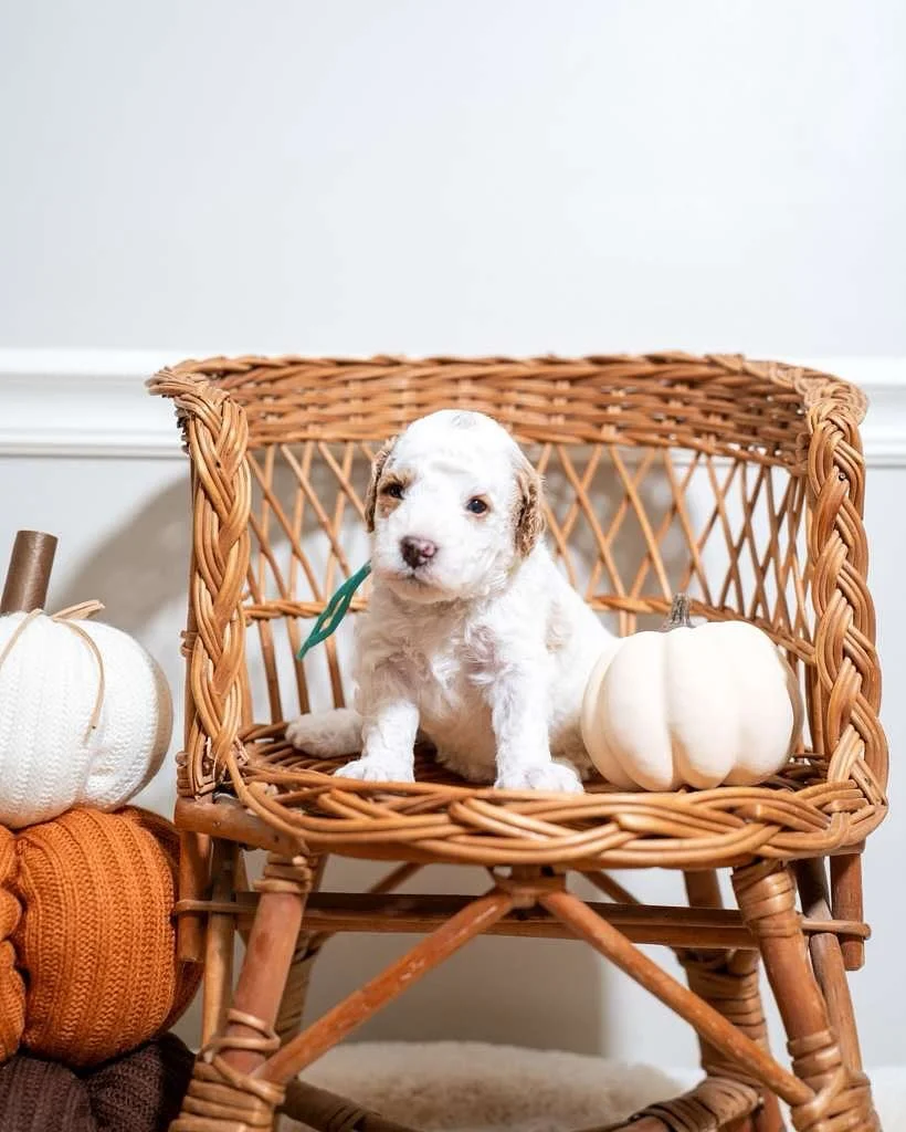💛 These sweet boys from Sophie’s litter are just too cute to handle! 🐾
Each one is full of personality, snuggles, and charm — growing more adorable every single day. We’re completely in love with this precious bunch! 💕
If you&rs