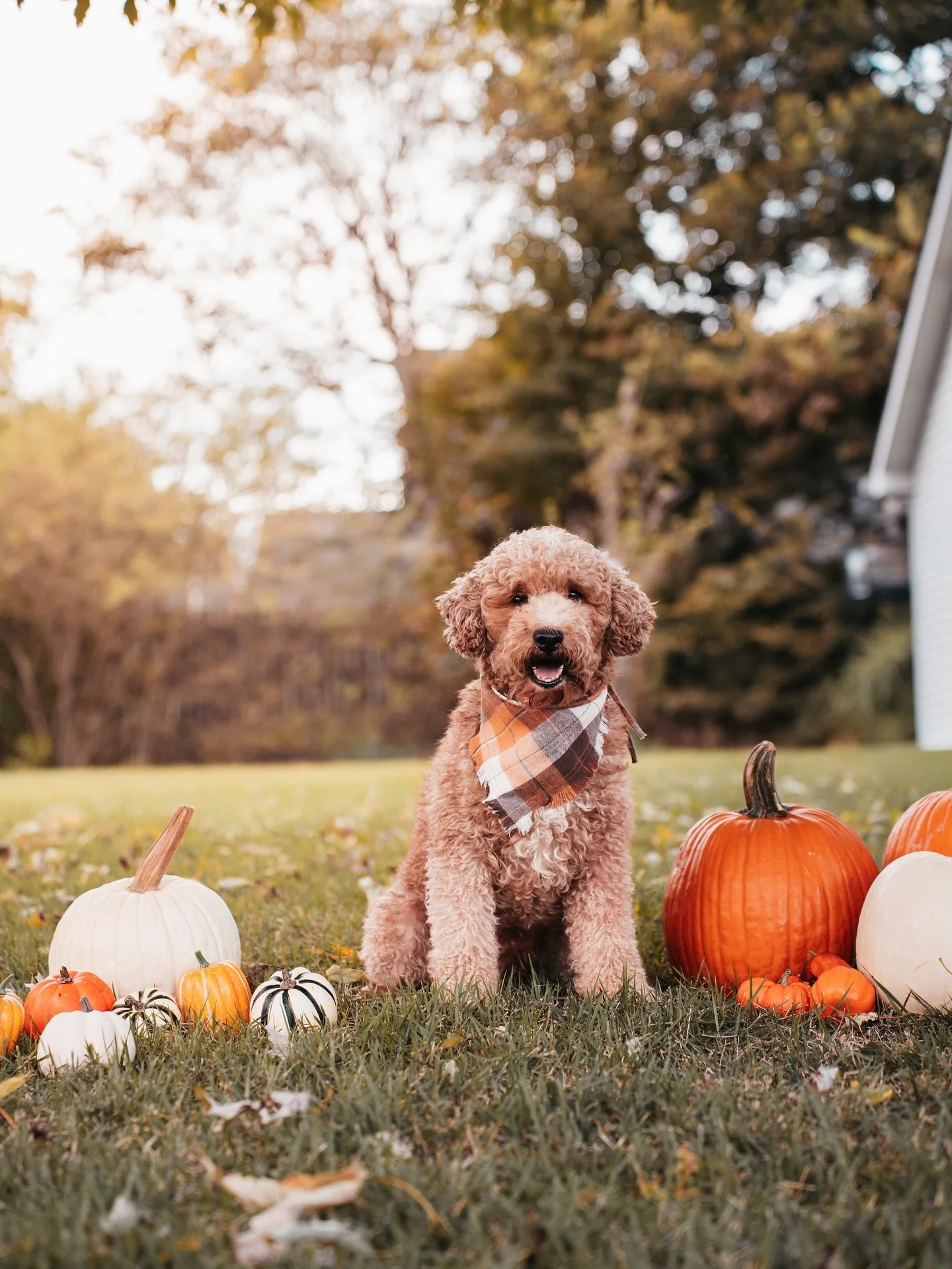 our handsome boy Farrita, rocking his fall flannel like the pumpkin king he is 🎃🐾
From cozy vibes to crunchy leaves, he’s soaking up every bit of autumn magic! 🍁✨
#FallPup #PumpkinSeason #DoodleLove #AutumnVibes #FlannelFriday #GoldenHourGl