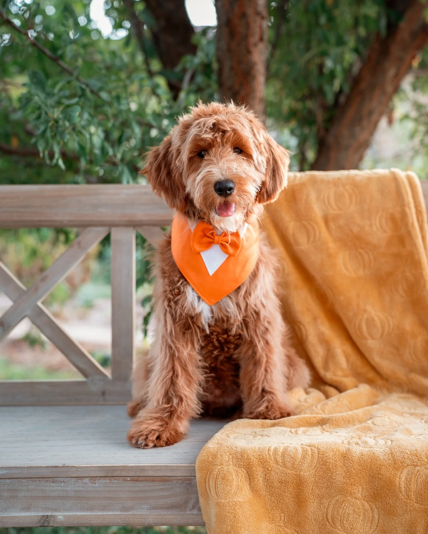 Fresh groom= new pictures! 
Our boy Teddy looking very handsome in his fall outfit. This little guy is still looking for his forever home. If you are interested in Teddy or any of our pups don’t hesitate to reach out!