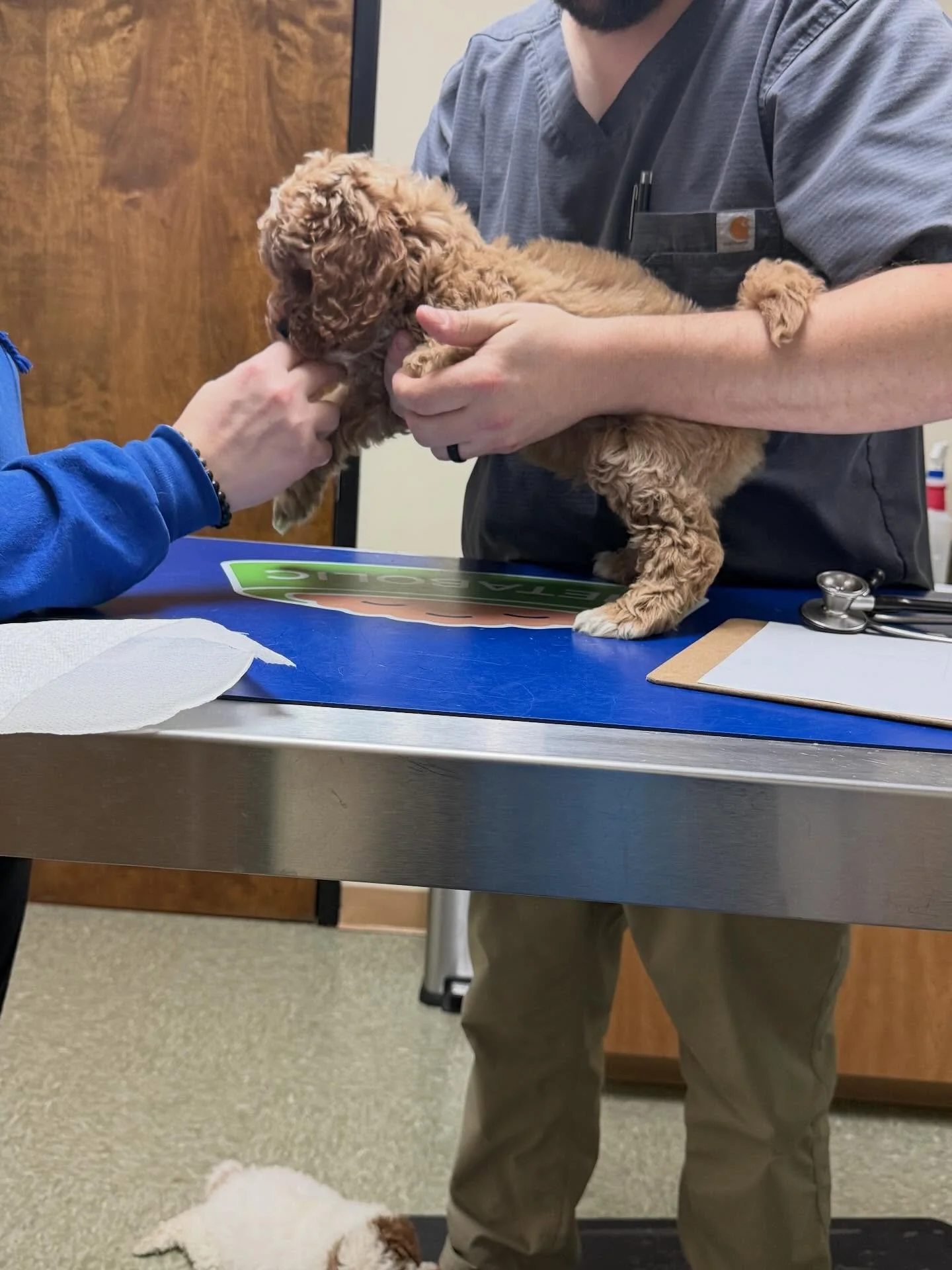 🐾 Healthy Pups & Happy Hearts 🩺
It was a great day at the vet today! Everyone did amazing during their checkups and got a clean bill of health. We’re so proud of our little ones — growing strong, playful, and ready to fill their fut