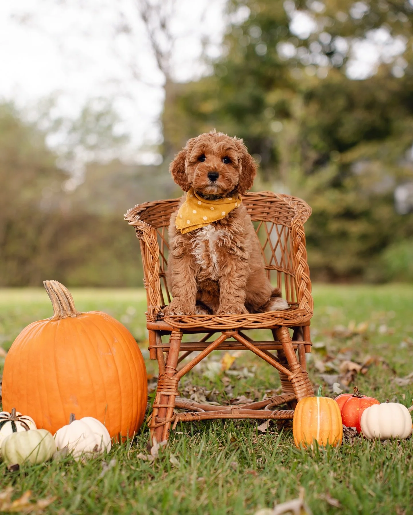 8 week update on Stormy&rsquo;s little ones 🥹. Theodore and Simon are still available and looking for their forever home. If you have any questions about these little ones or any of our pups don&rsquo;t hesitate to ask! 😄