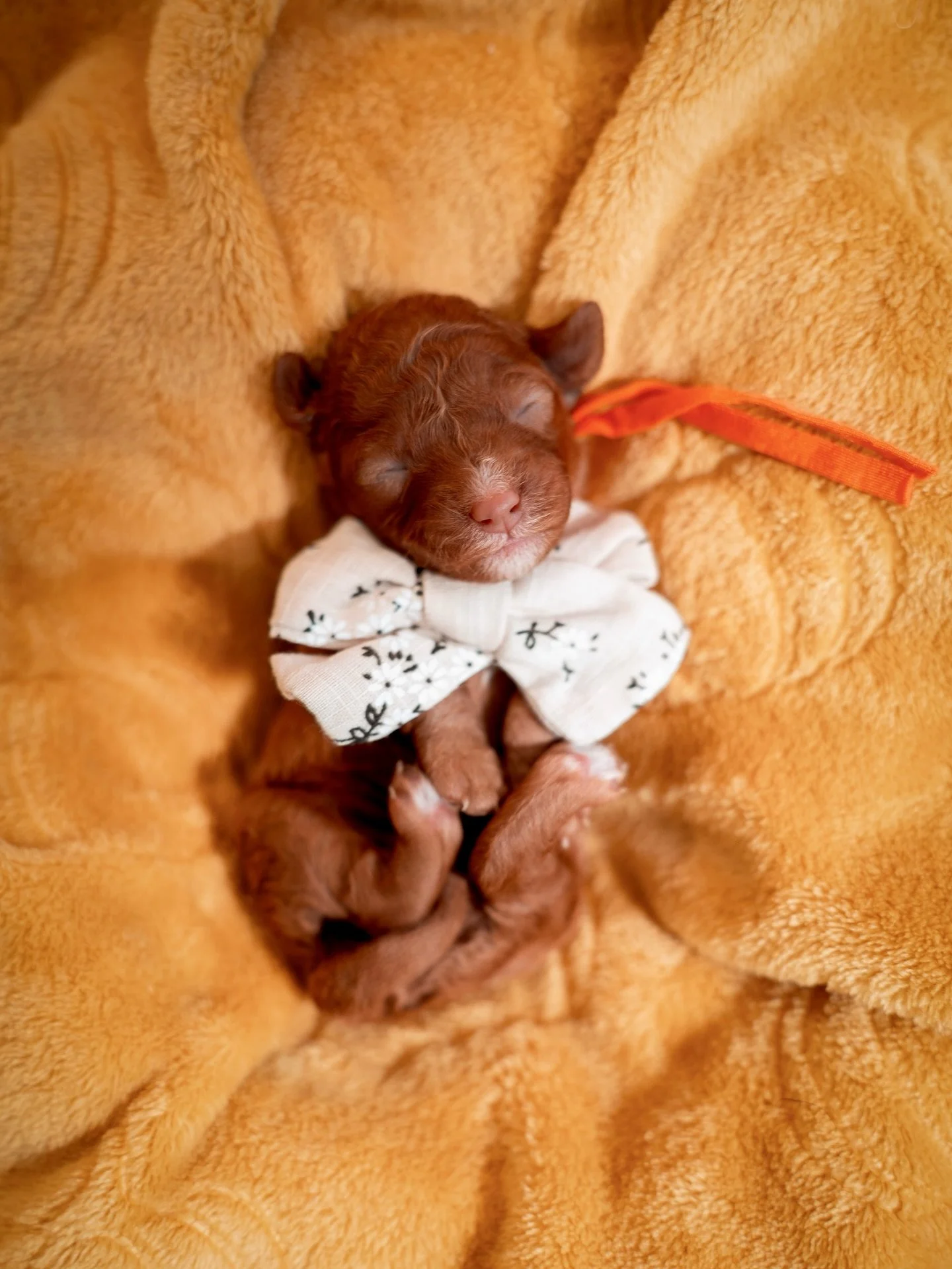 We are super excited to let you guys know our girl Leah recently gave birth to her litter! She had 6 beautiful puppies, 1 girl and 5 boys. We can&rsquo;t wait to see these little ones grow and take you guys along with us. 🐶