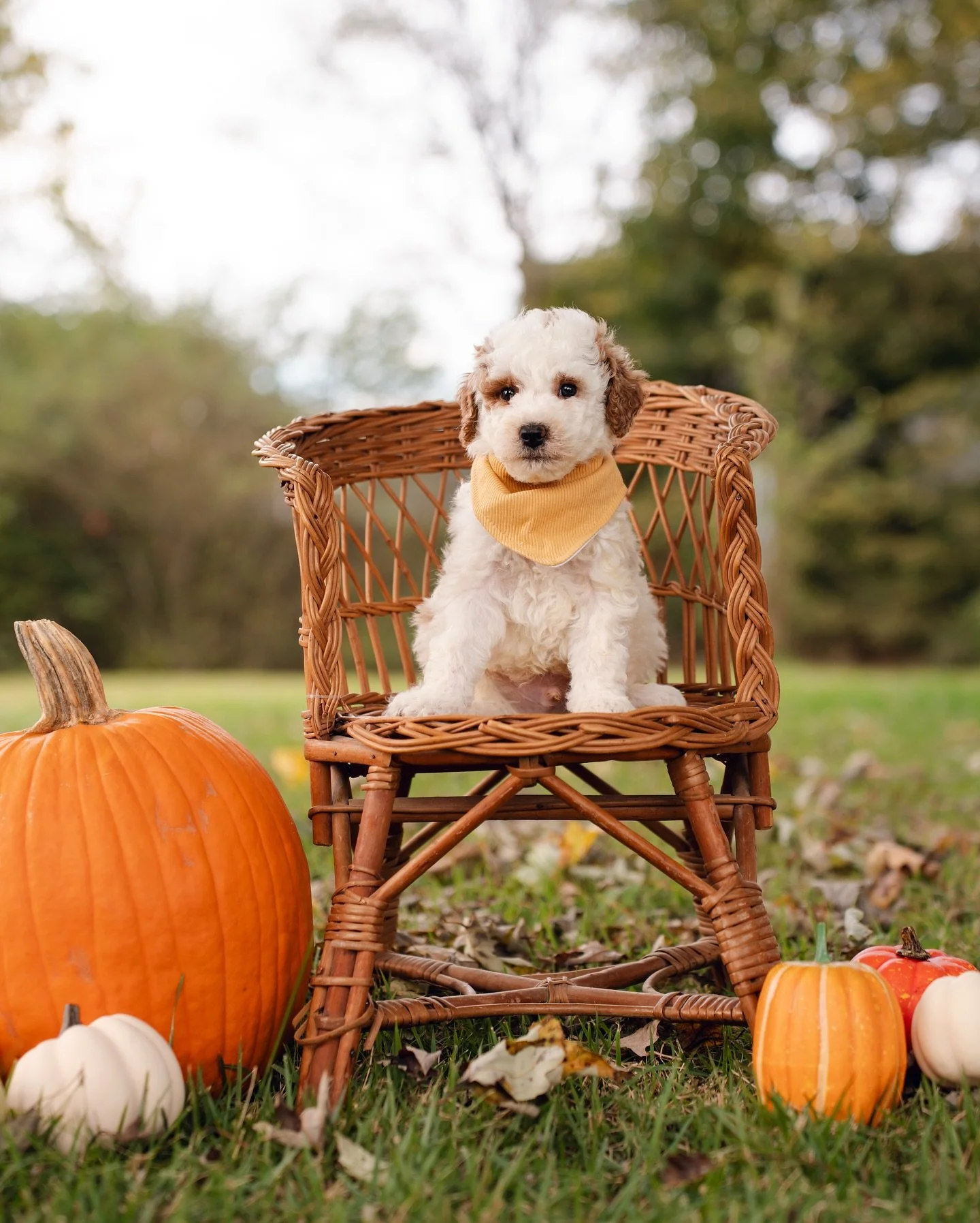 Sophie&rsquo;s little ones just keep growing and growing! These little guys are almost ready to go home, so if you&rsquo;re interested in one of these little ones send us a message.