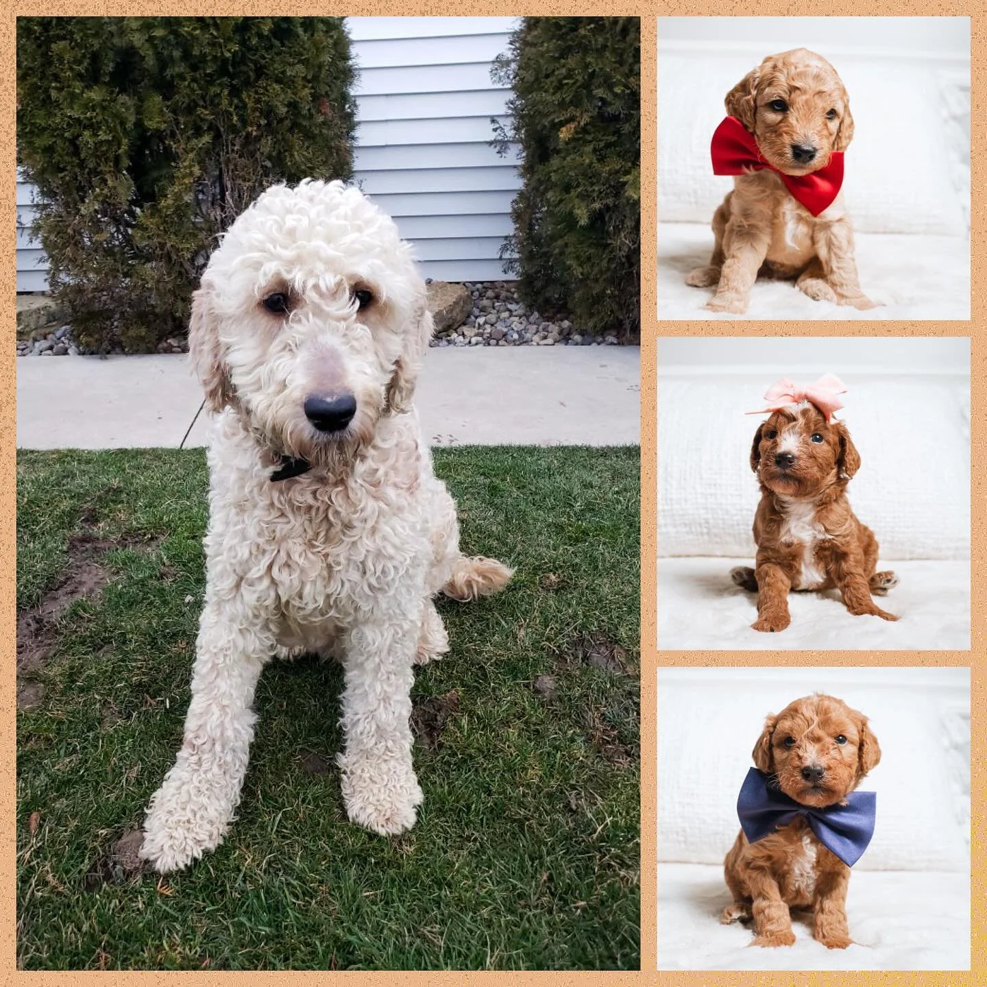 We are thrilled to announce that our sweet girl Love is expecting puppies this December! 💕🐶 We can&rsquo;t wait to welcome these precious little bundles just in time for the holidays. 🎄

Our waiting list will be opening in the coming days, so stay