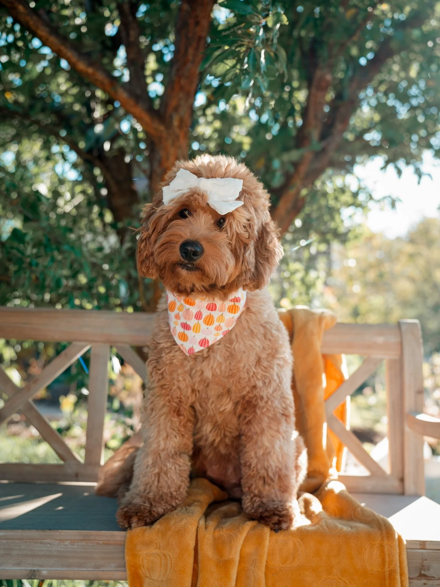 So much love growing in our home right now. 💕
Our sweet girl Nori and our boy Brutus are expecting their beautiful babies around December 3 to 5, 2025.
They&rsquo;ll be ready to join their forever families in early February 2026.
We can&rsquo;t wait