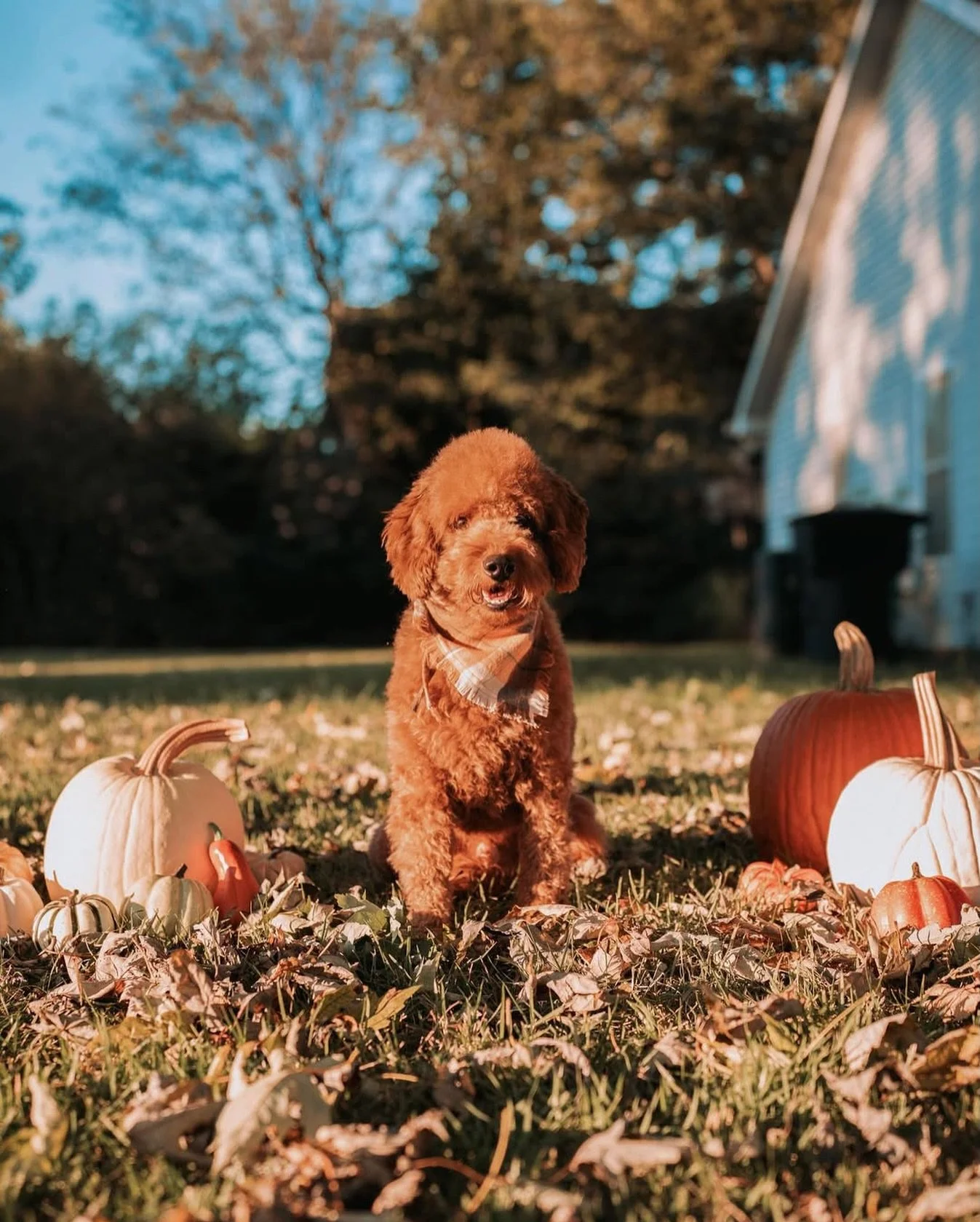 Our boy Jingle is still looking for his forever home! Literally the most playful little guy ever. 🥹

If you are interested on our boy Jingle or any of our little ones don&rsquo;t hesitate to reach out! 😁