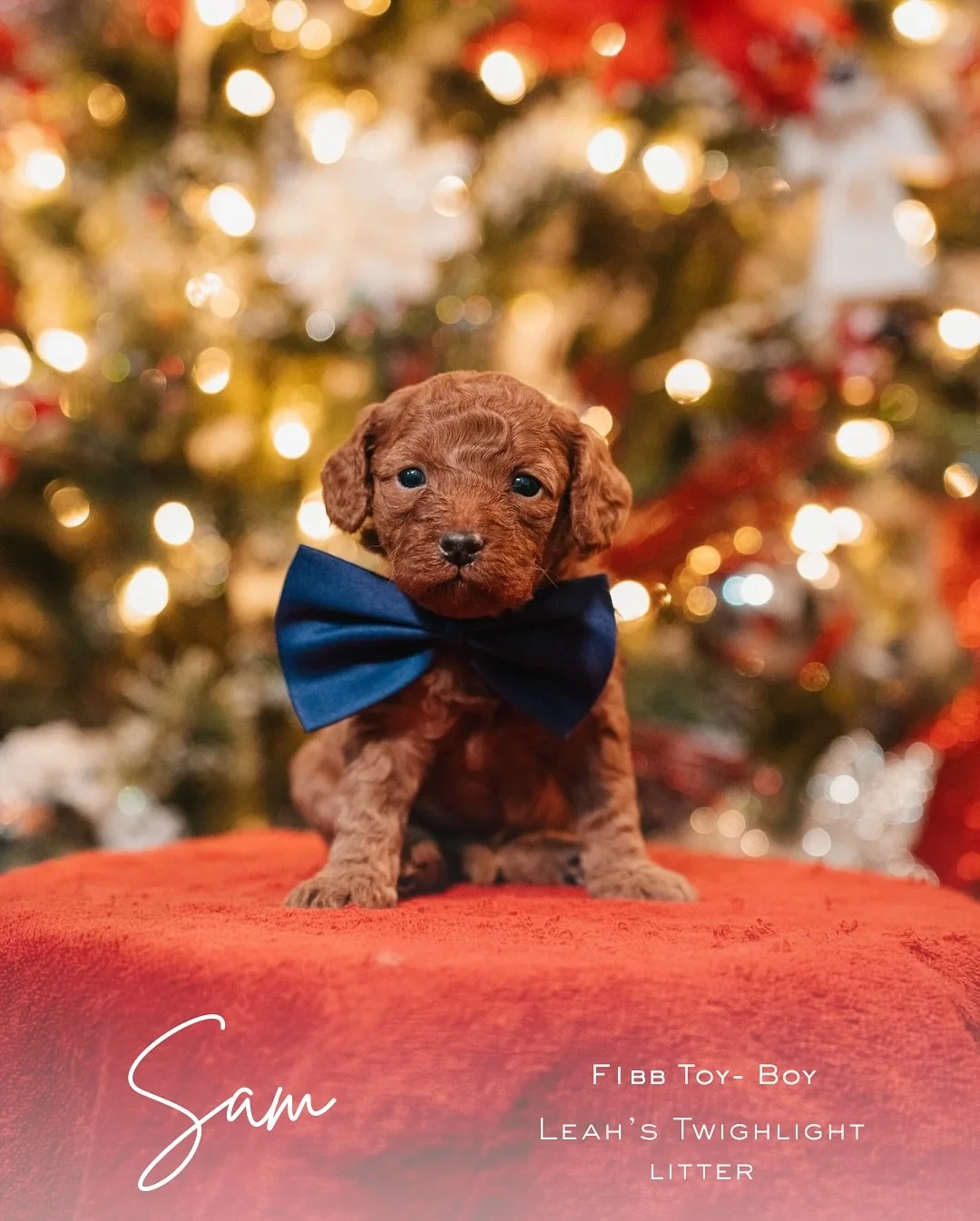 Literally the cutest little ones ever! 

Our little holiday stars are turning 4 weeks old and are ready to light up your season!
Leah&rsquo;s Twighlight babies are growing sweeter every day