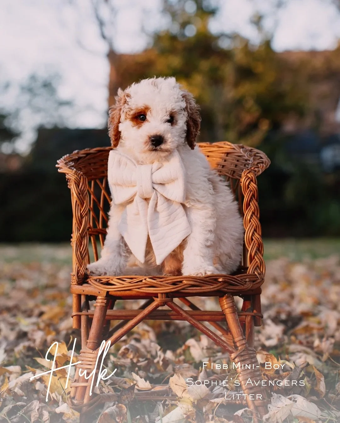 Somewhere between Happy thanksgiving, and Merry Christmas.😆

Our sweet boy Hulk is still available and looking for his forever family! He&rsquo;s gentle, playful, and ready to fill your home with love.

bellemeregoldendoodles.com
(615)609-4596

#Gol