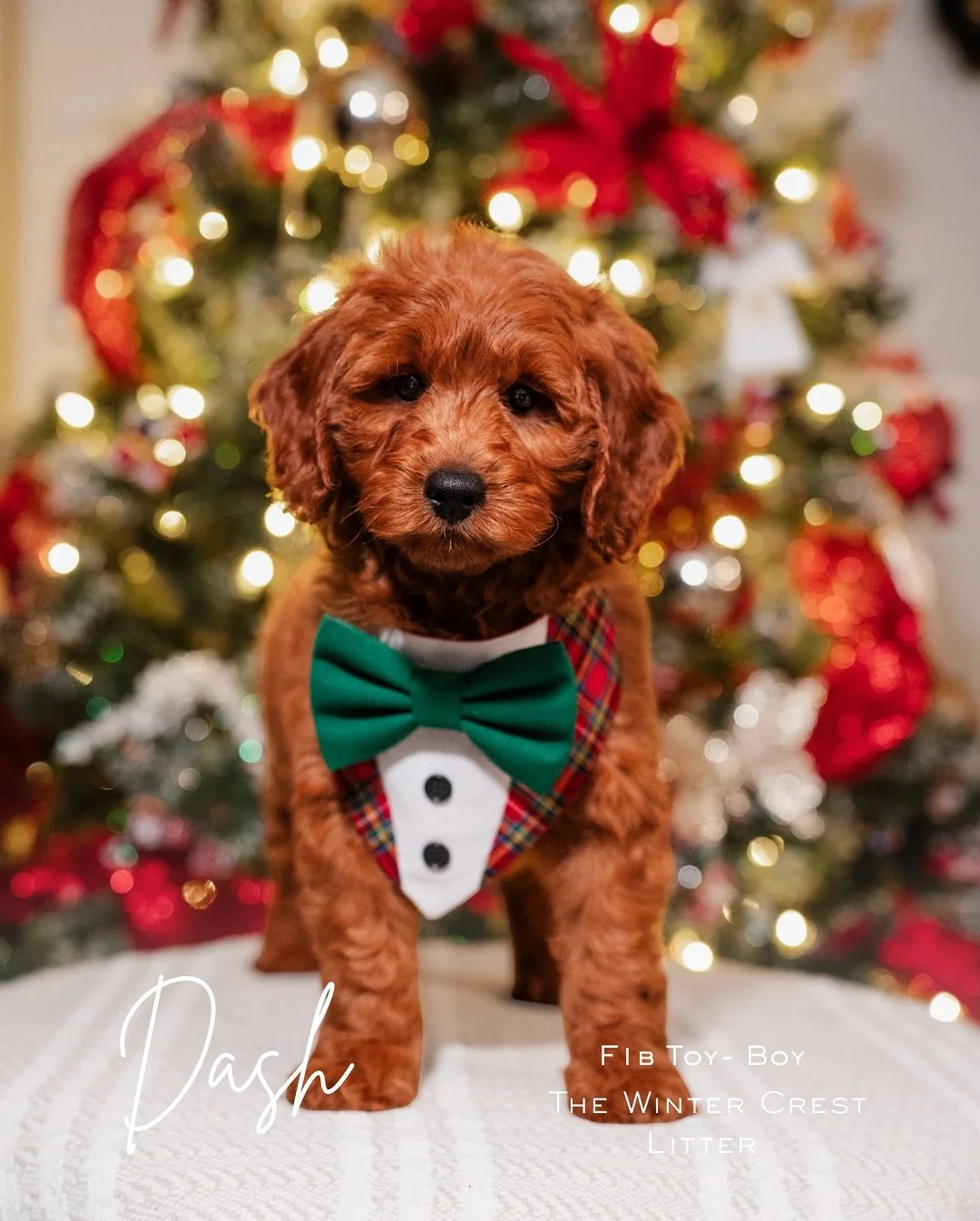 Meet the newest members of our family! These little ones have been lighting up our home with so much joy and they are finally ready to find theirs. Each one has the sweetest personality and loves to be held. If you have dreamed about spending the hol