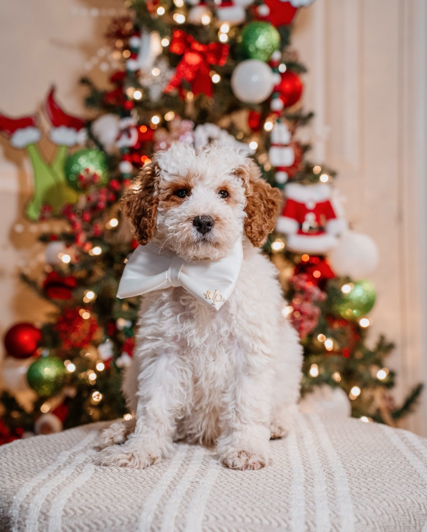 Our boy hulk is in full Holiday mode! 🐶🎄🎁
If you are interested in this little one or any of our puppies send us a message!